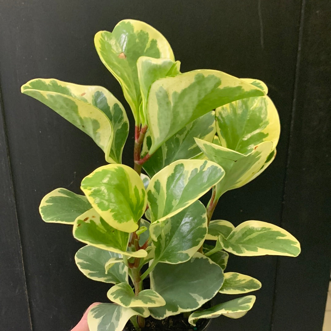 Peperomia obtusifolia Porte dorée