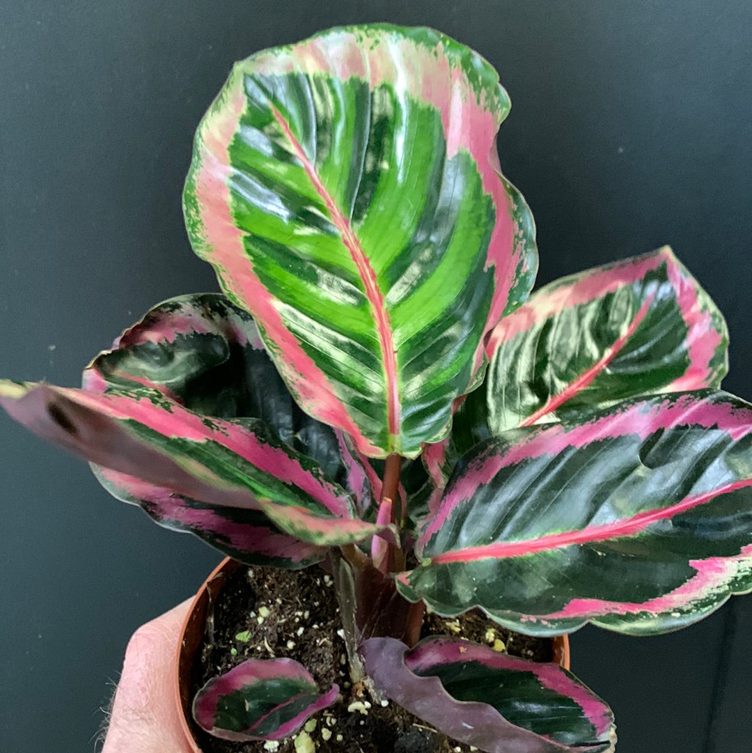 calathea angela Calathea Angela
