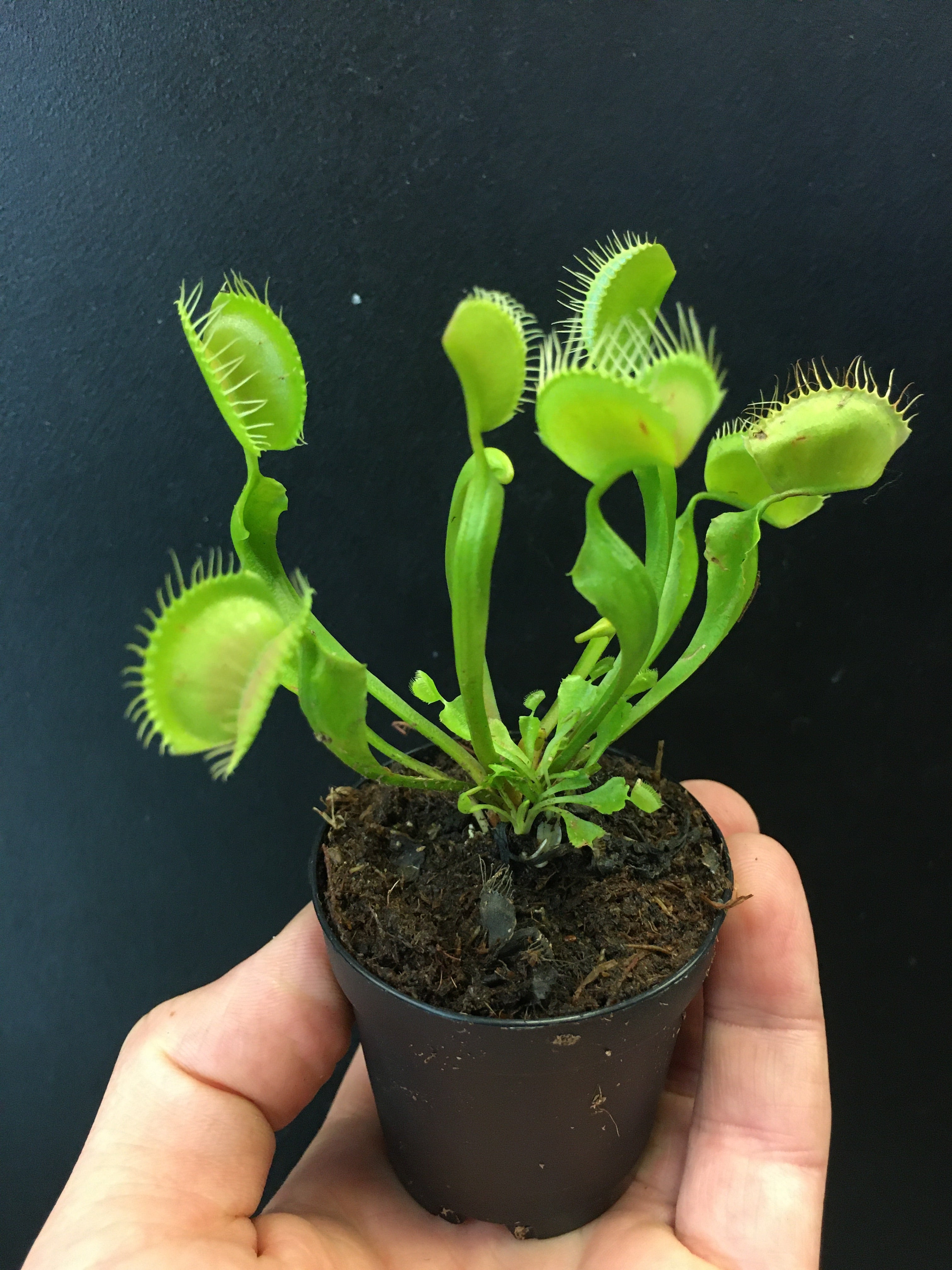 Piège à mouches de Vénus