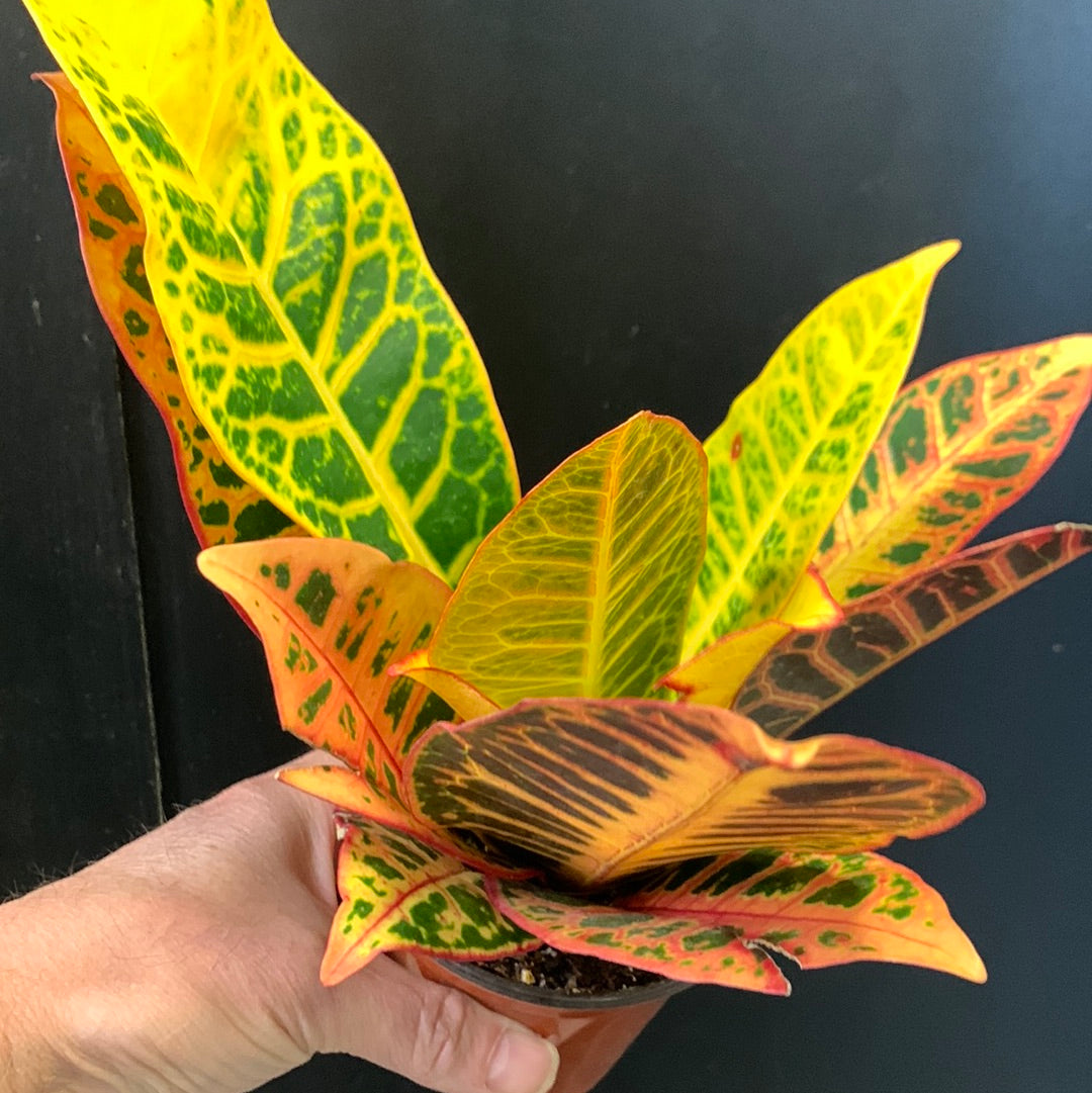 Croton à feuilles de chêne