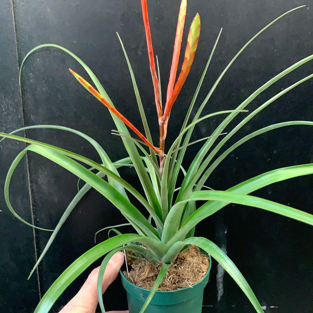 Tillandsia 'Spirit'