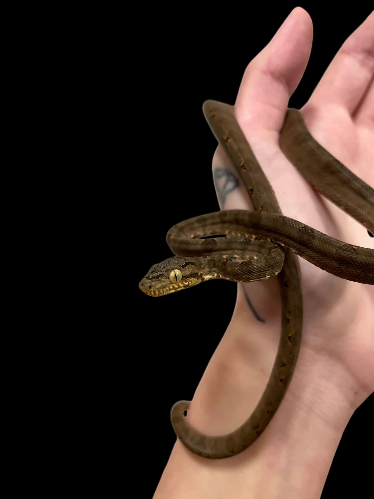 Amazon Tree Boa (Corallus hortulana)