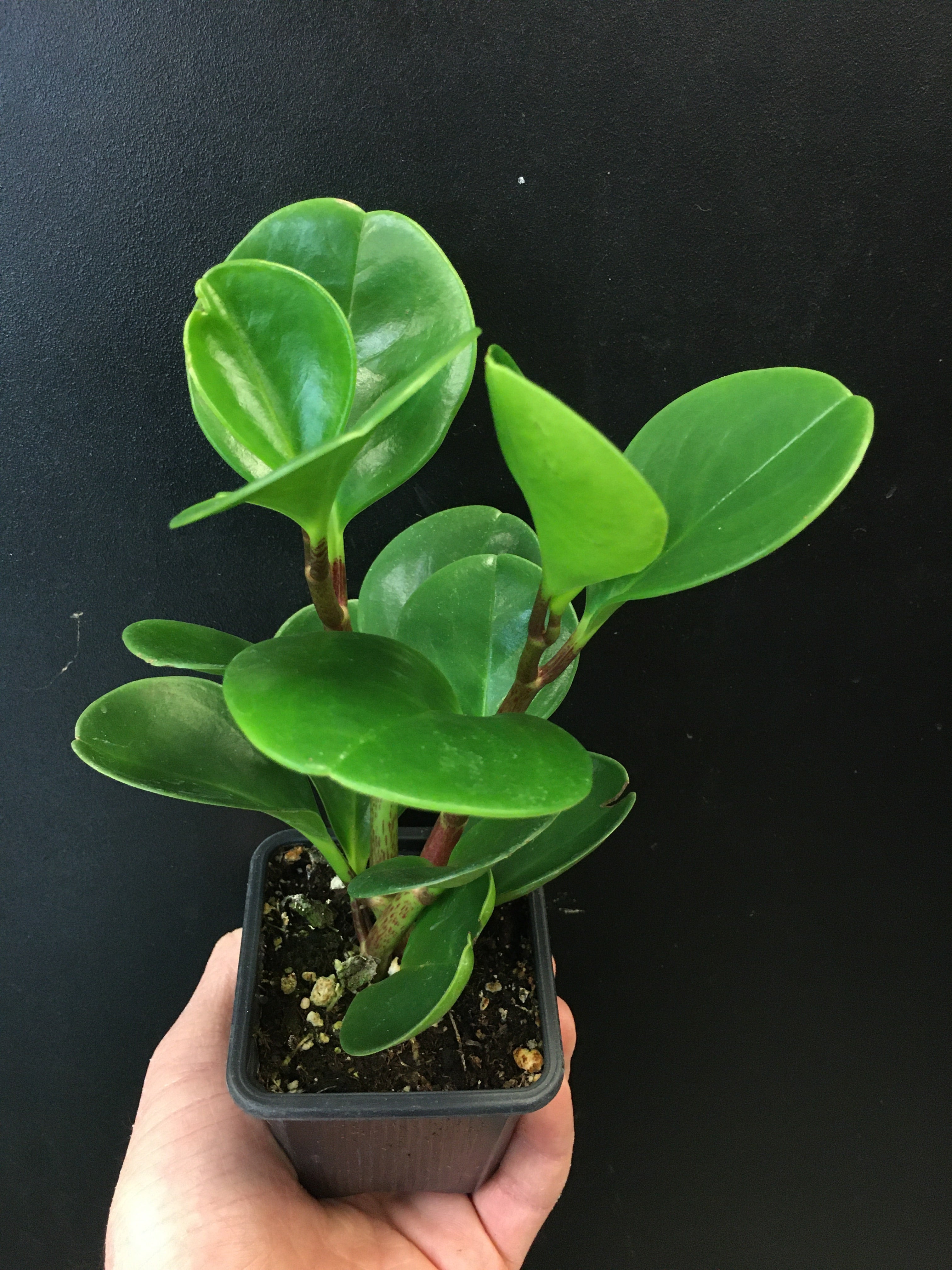 Peperomia obtusifolia