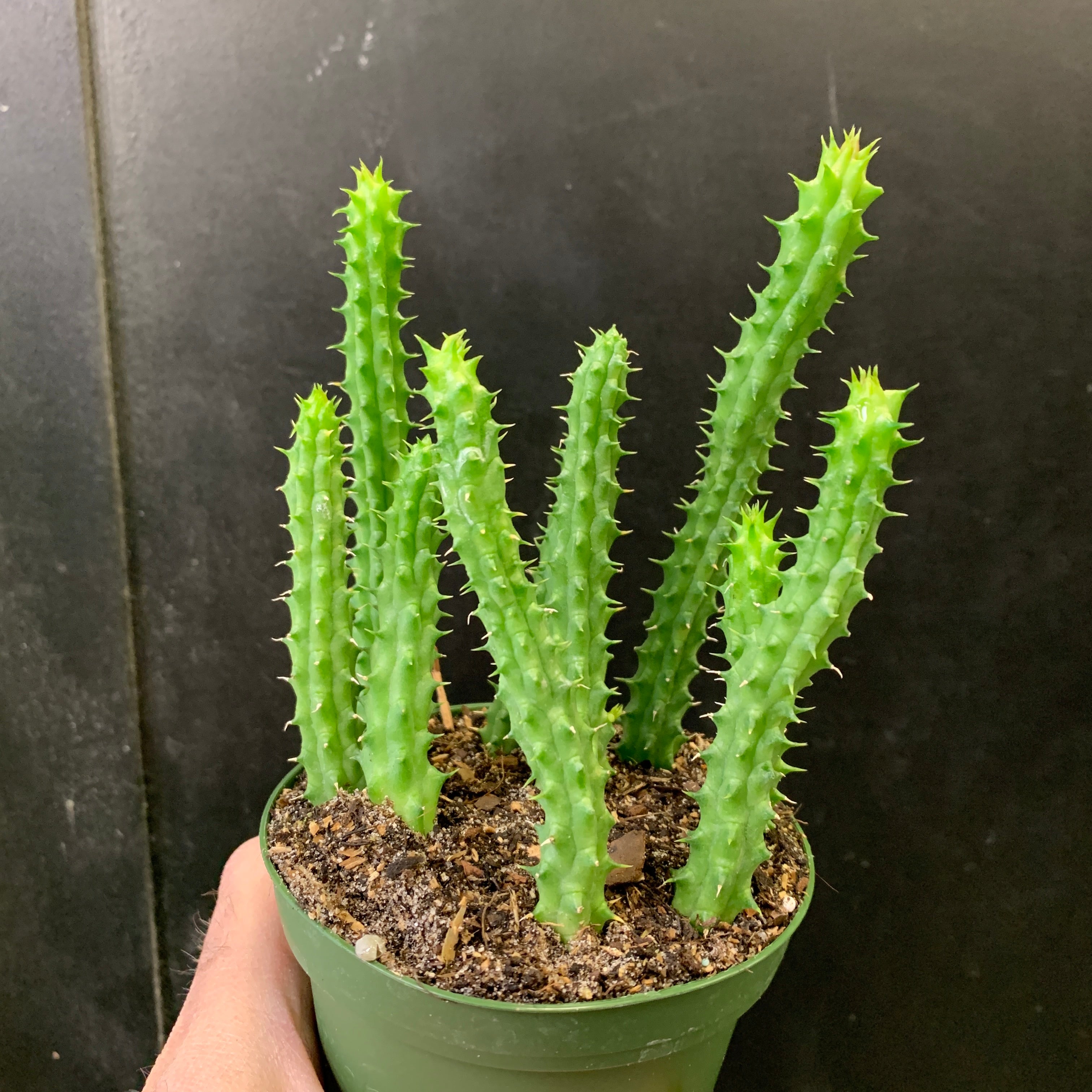 Assortiment de stapelias