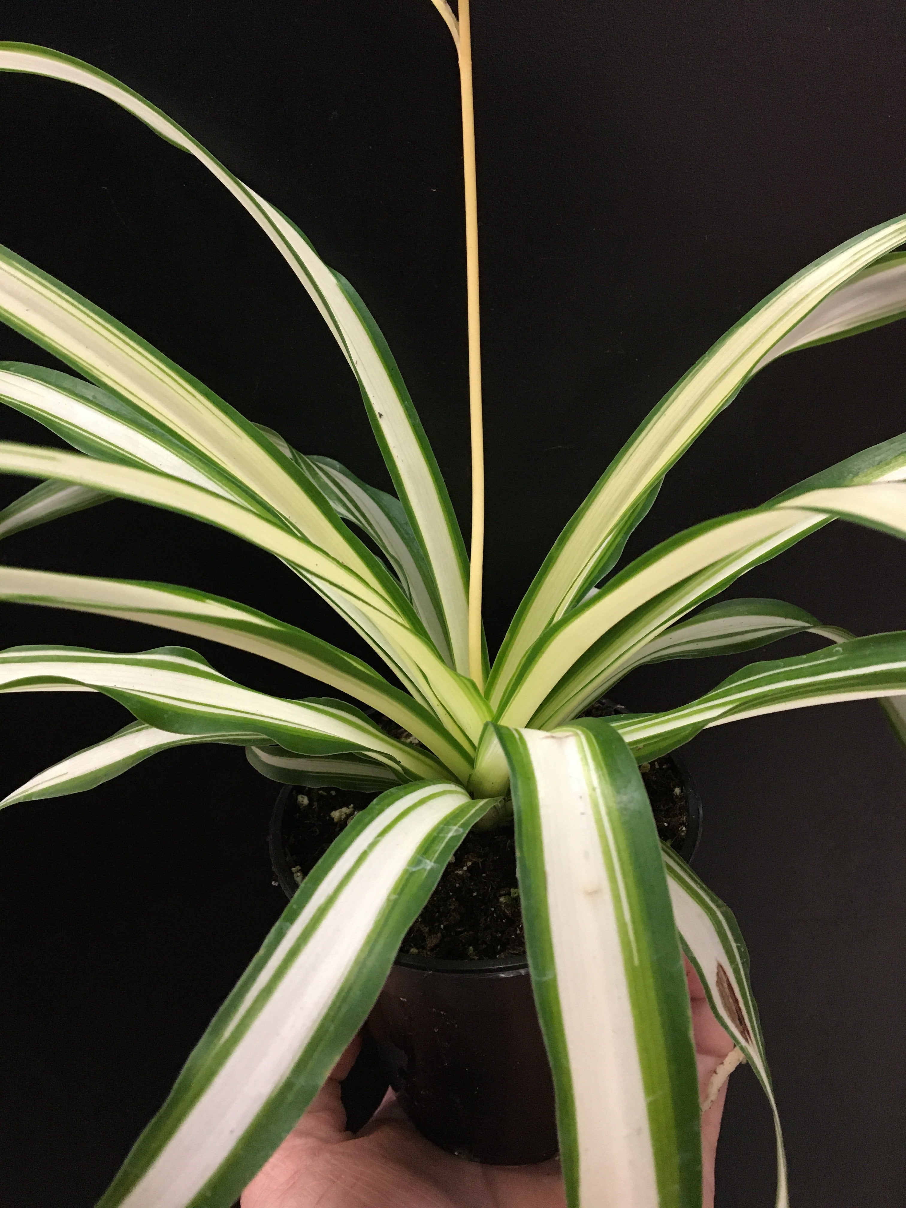 Plante araignée panachée