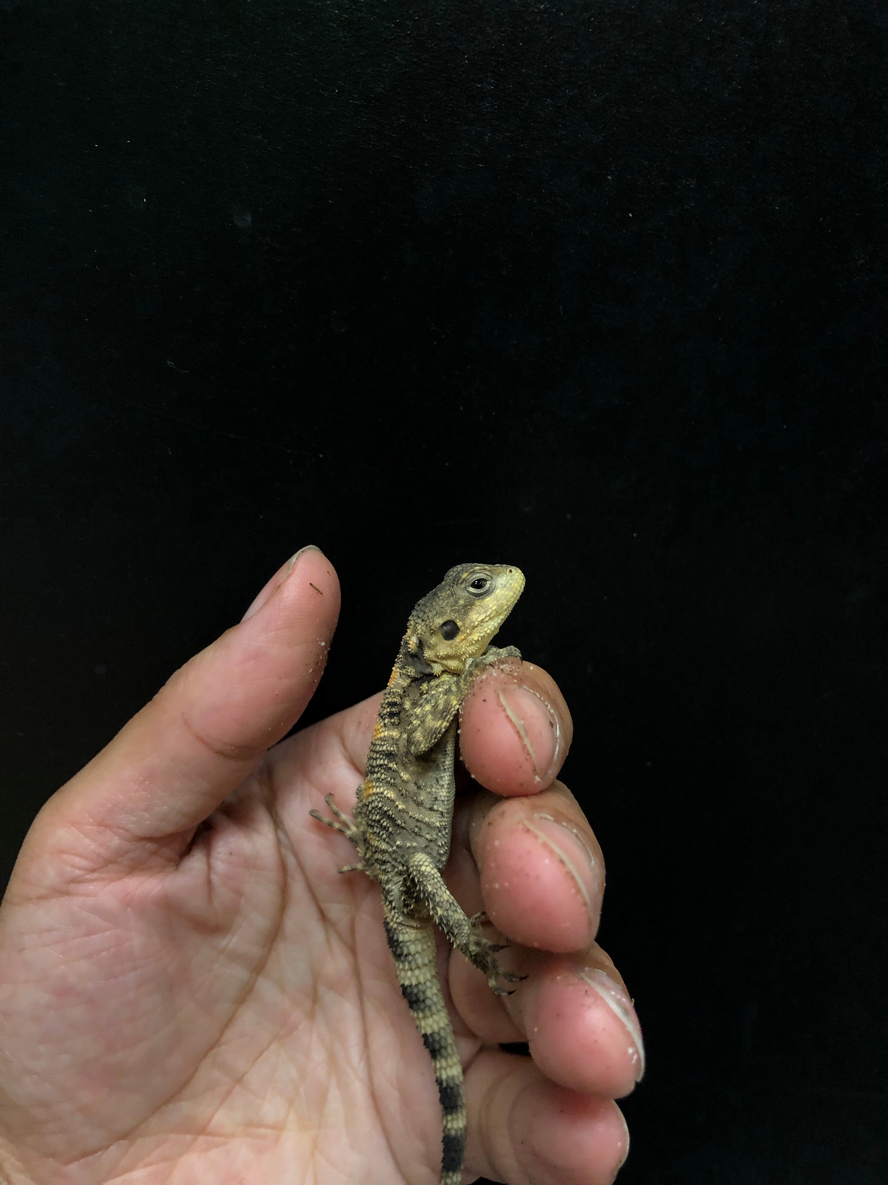 Painted Agama (Laudakia stellio)
