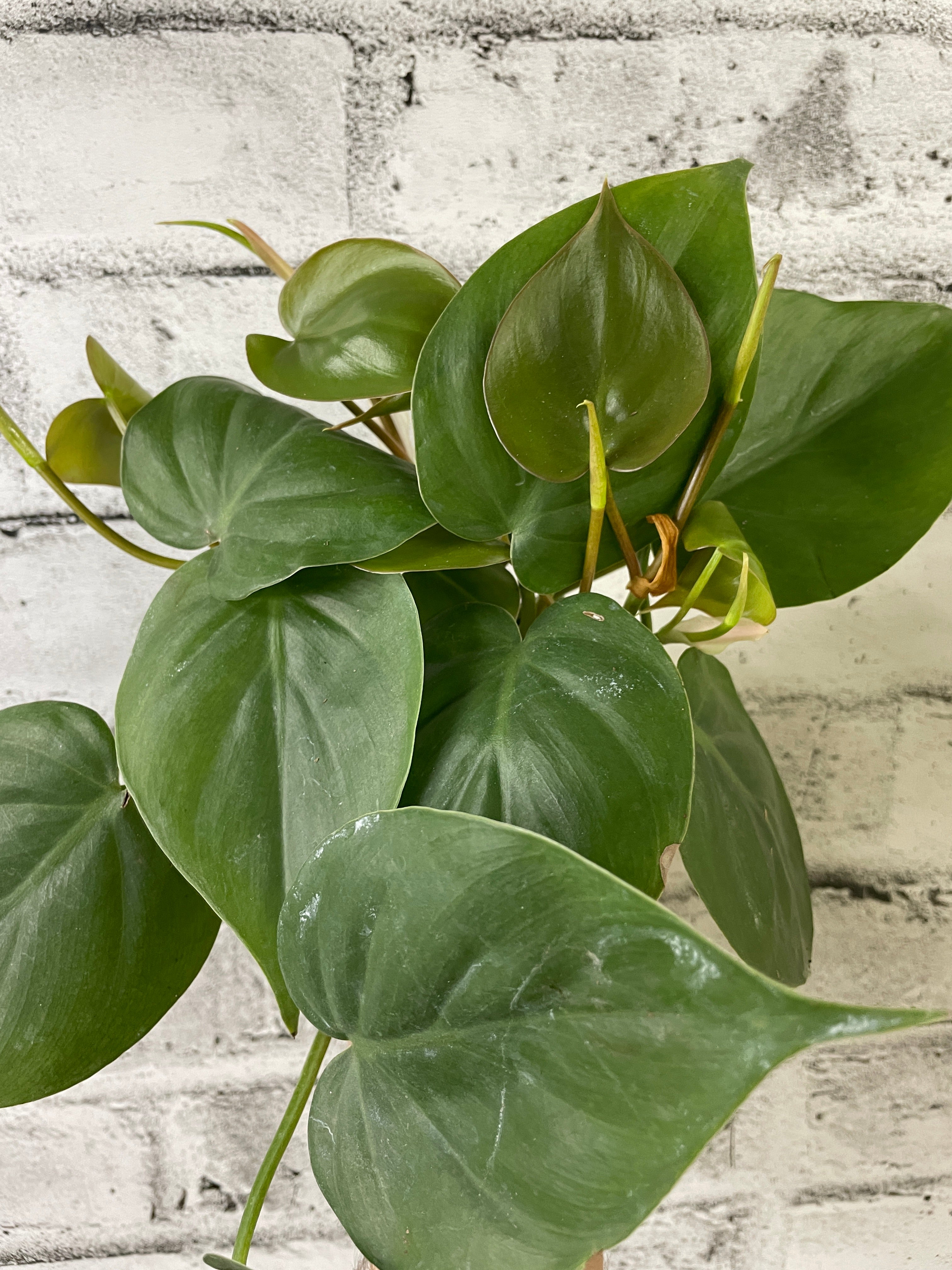 Philodendron scandens
