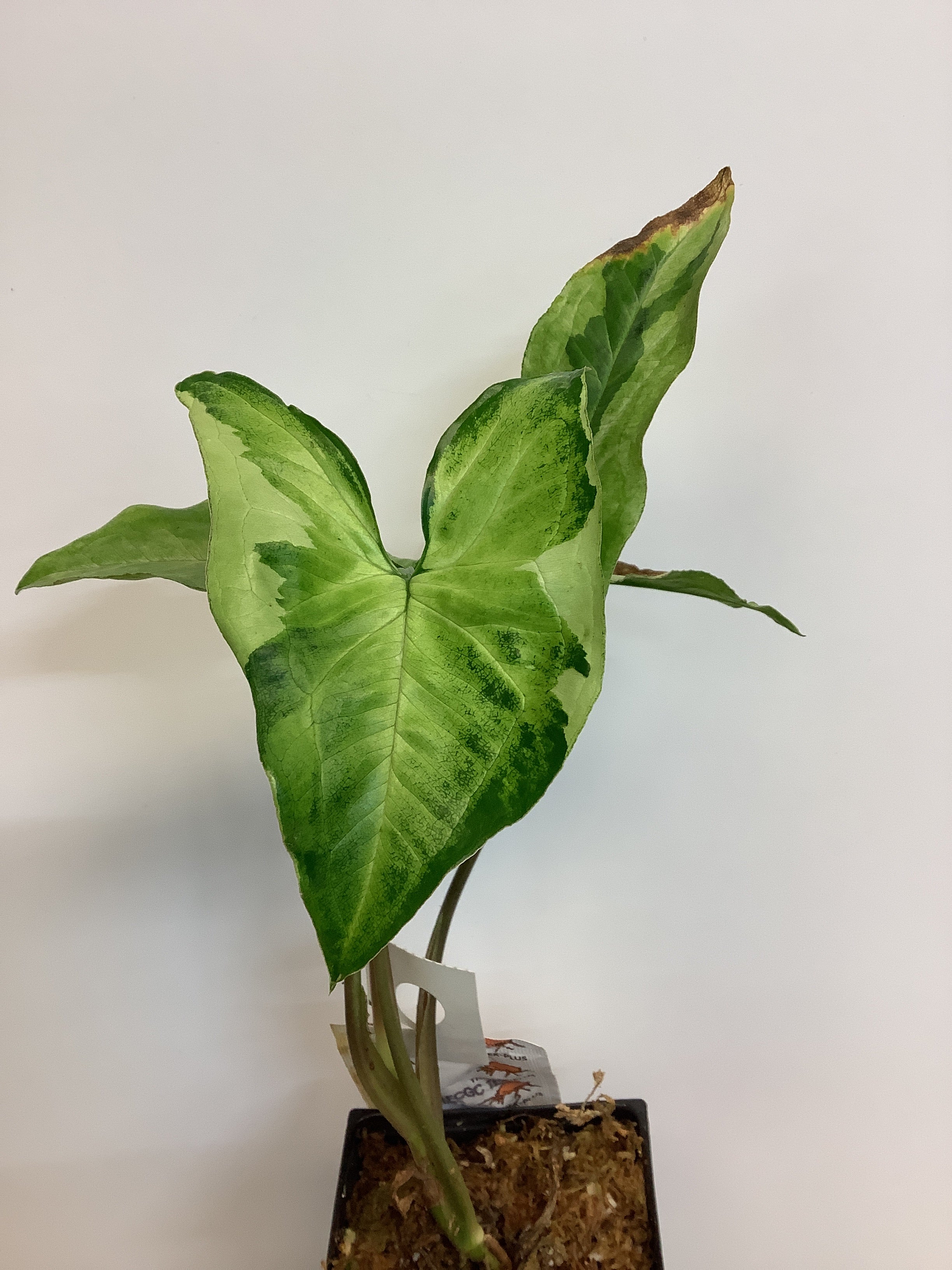 Syngonium des trois rois