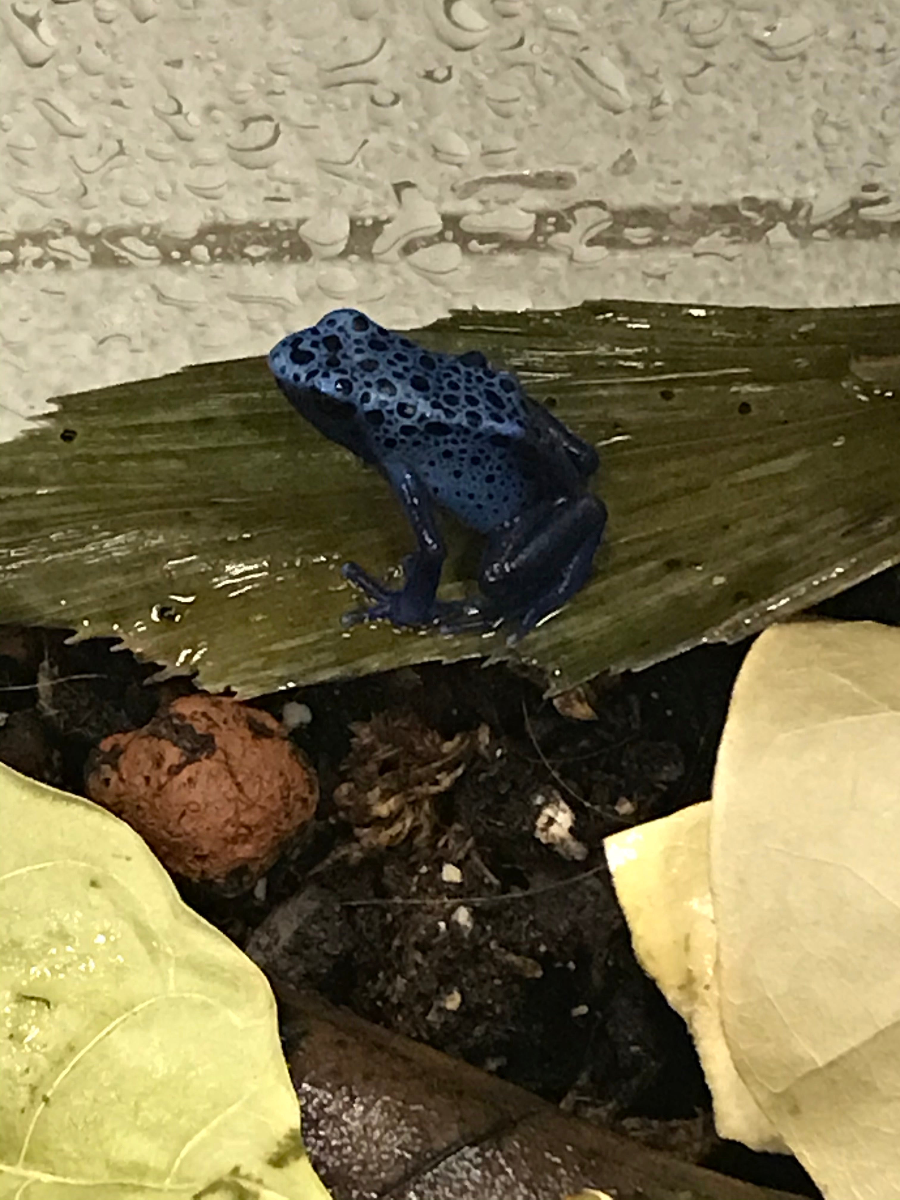 Dendrobates tinctorius 'Azureus'