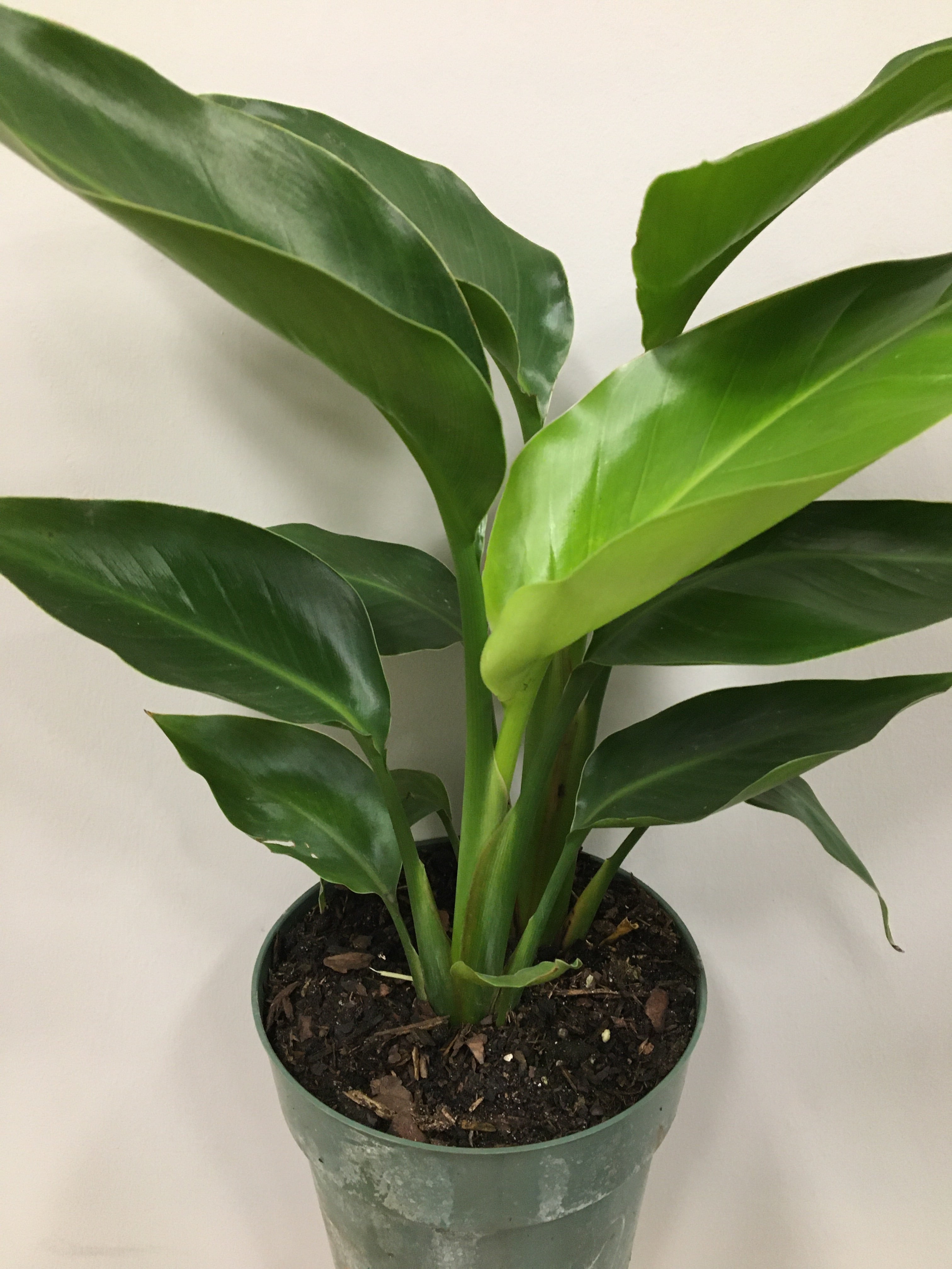 Bird of Paradise (White)