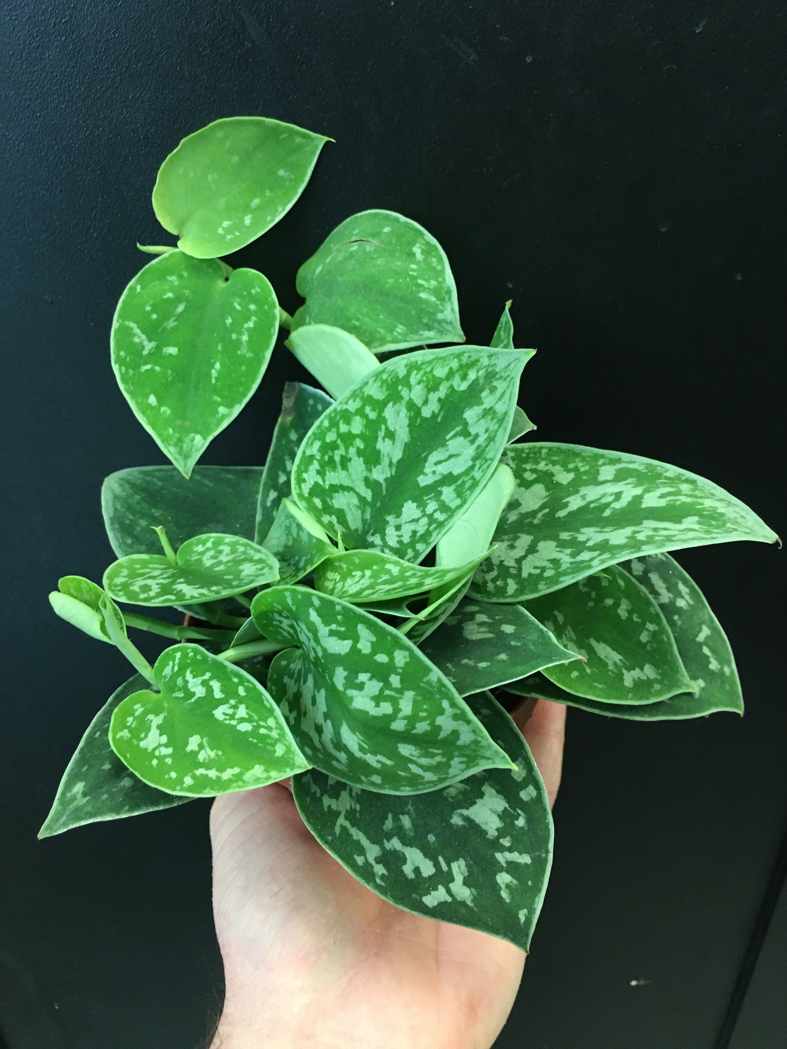 Scindapsus 'Argyraeus'' Argent Satiné