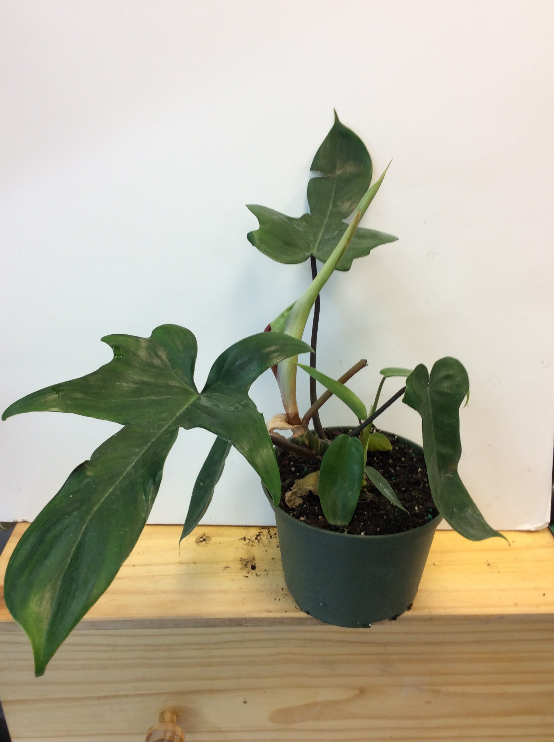 Philodendron vert de Floride