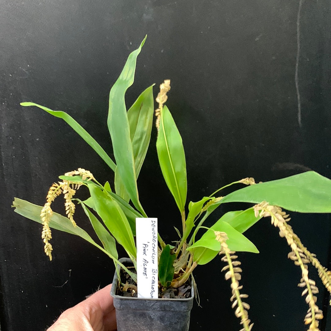 Agate rose Dendrochilum bicallosum