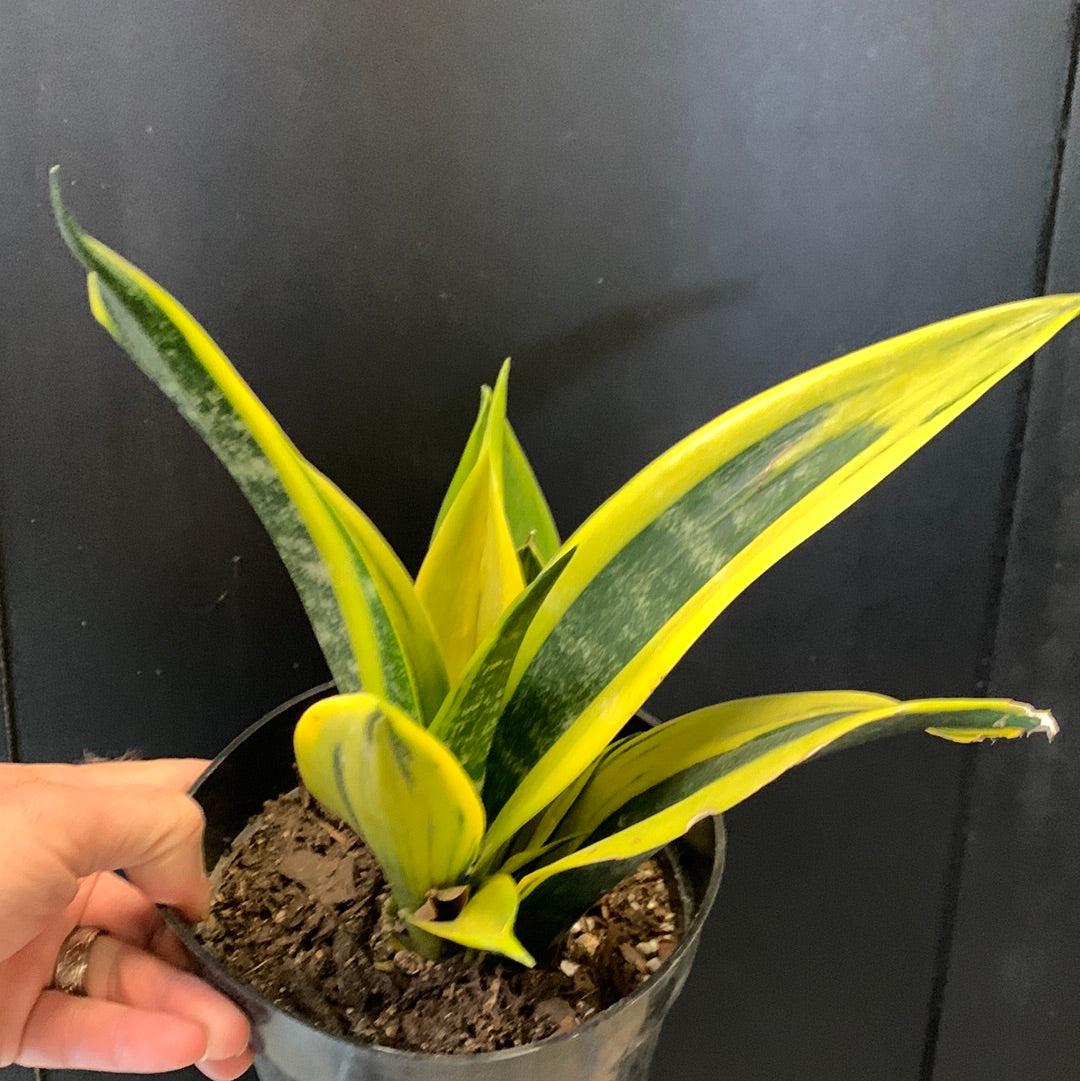 Sansevieria Golden Flame