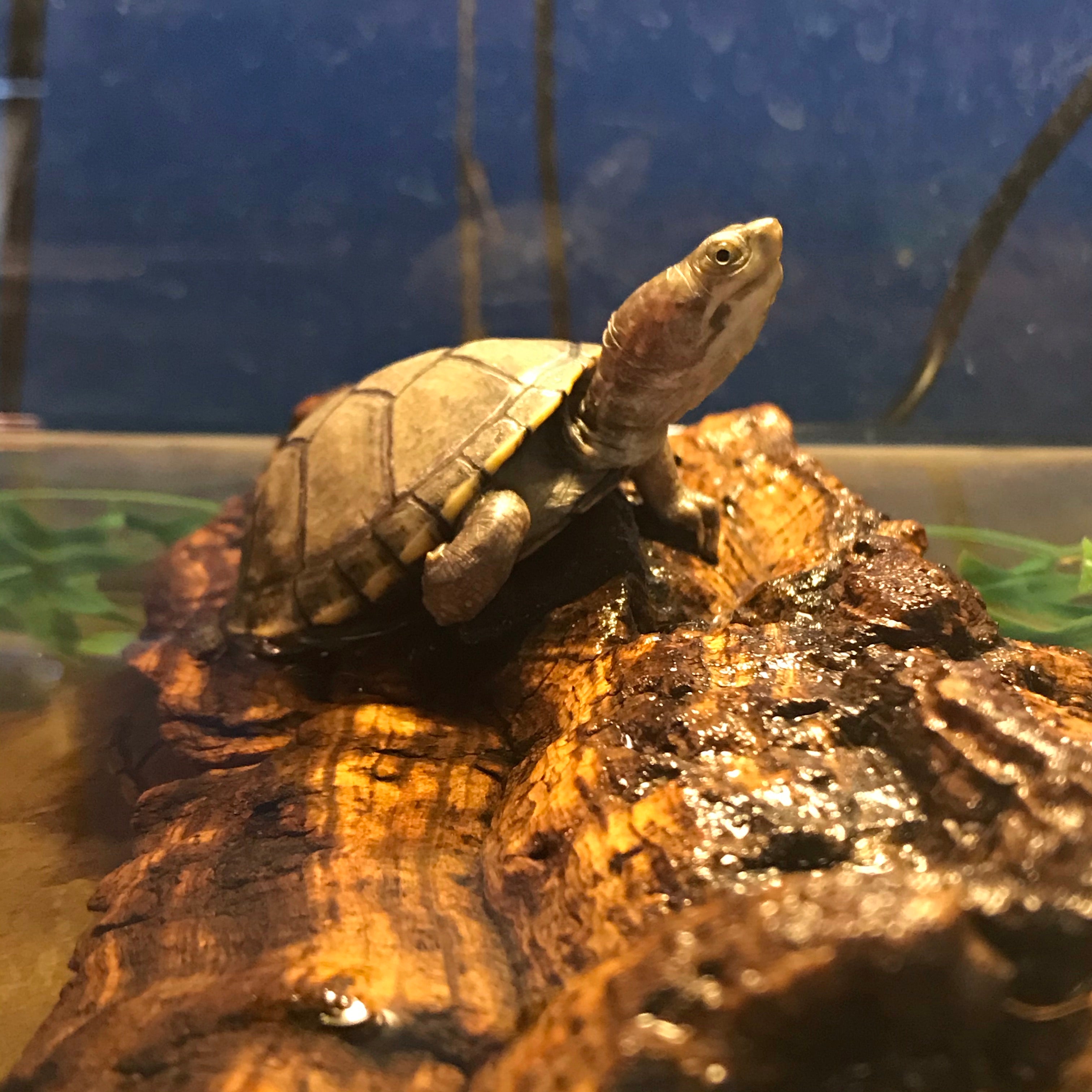 Tortue de boue jaune