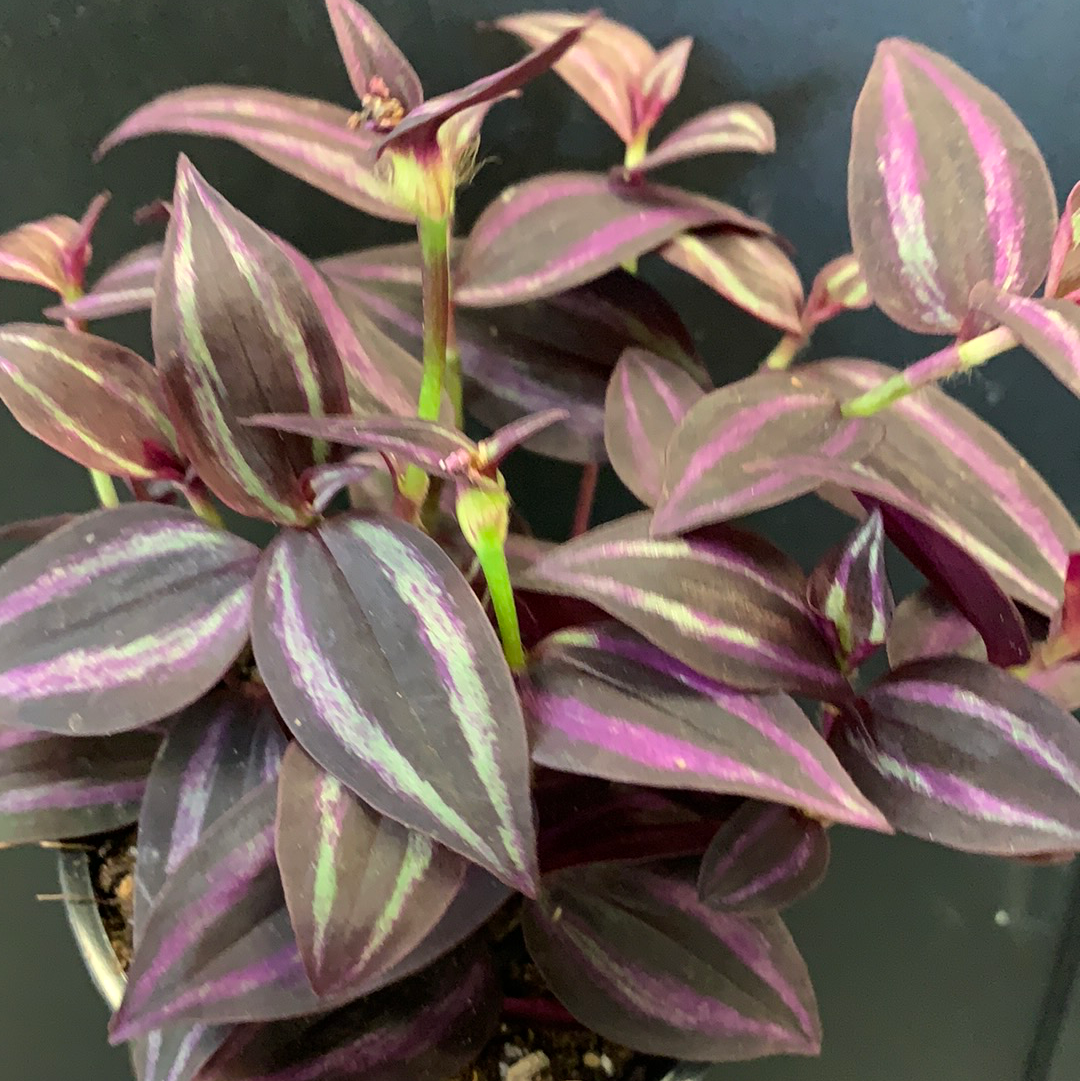 Tradescantia zebrina Purple