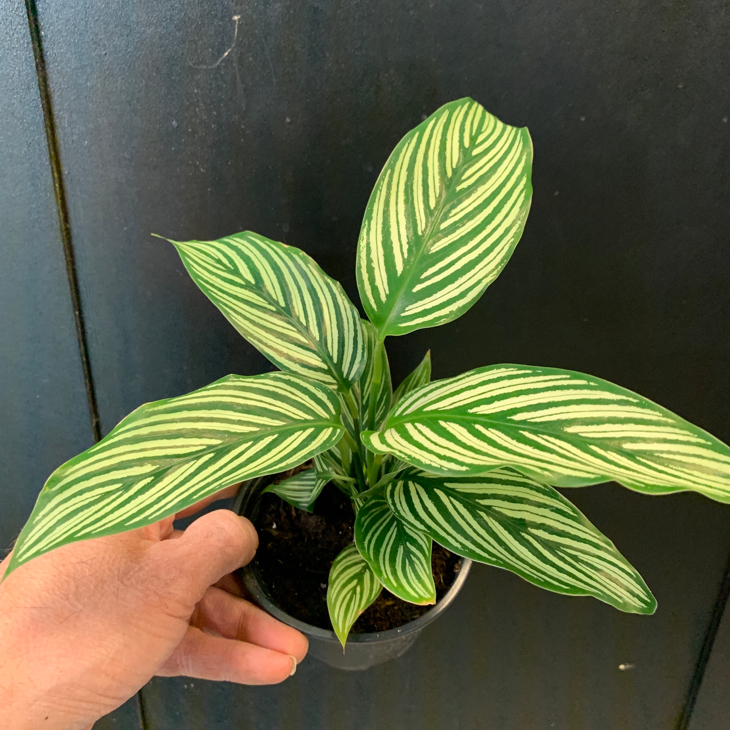 Calathea vittata