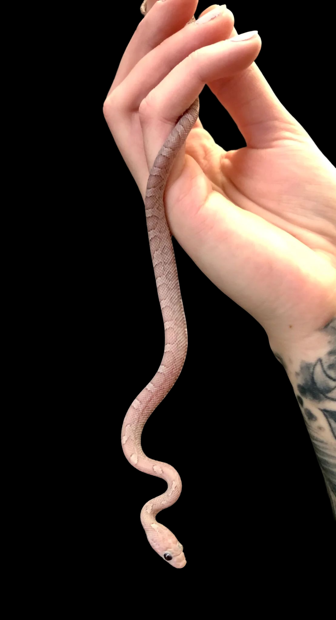 Corn Snake (Pewter)