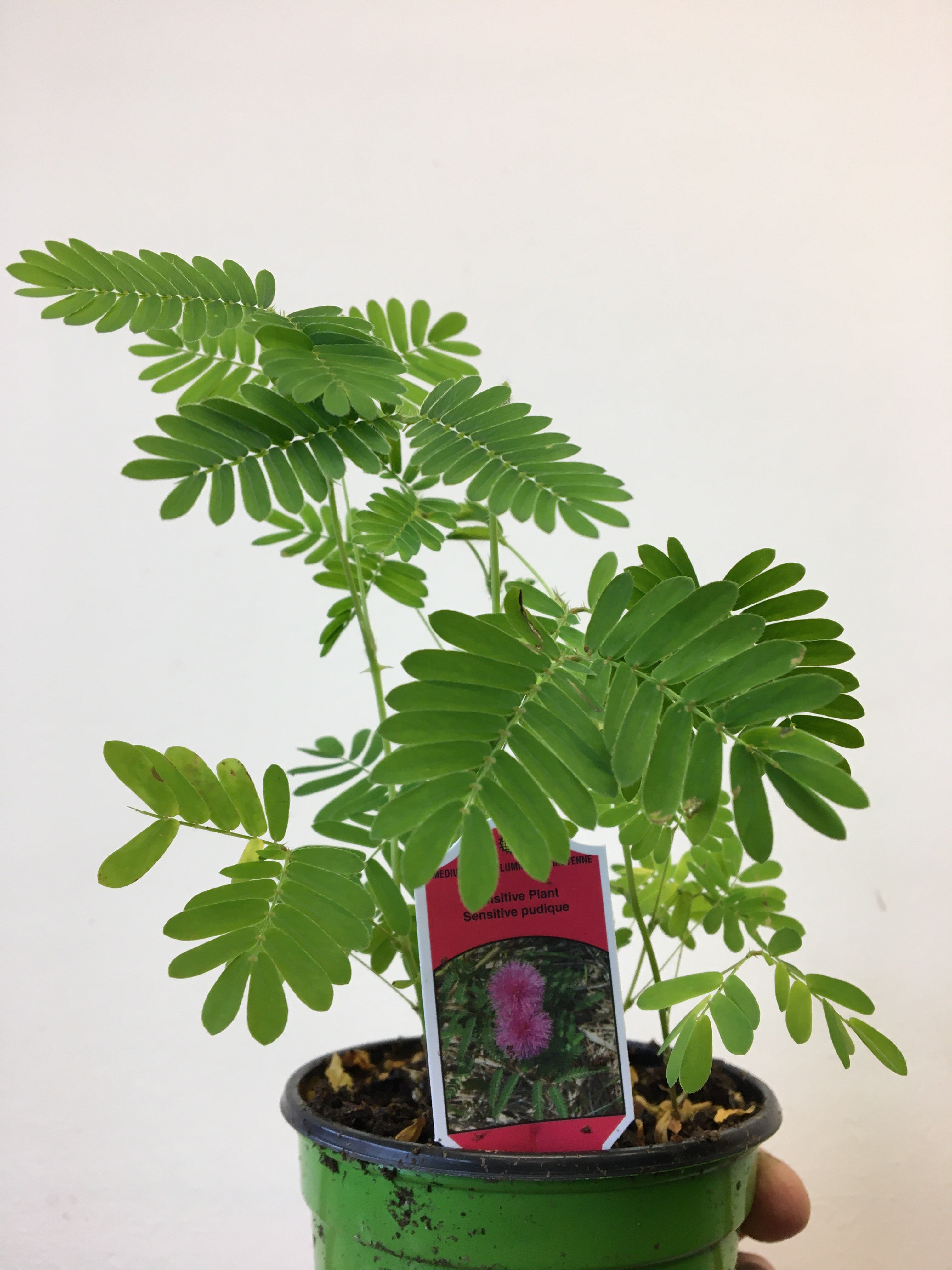 Mimosa pudica (Plante Sensible)