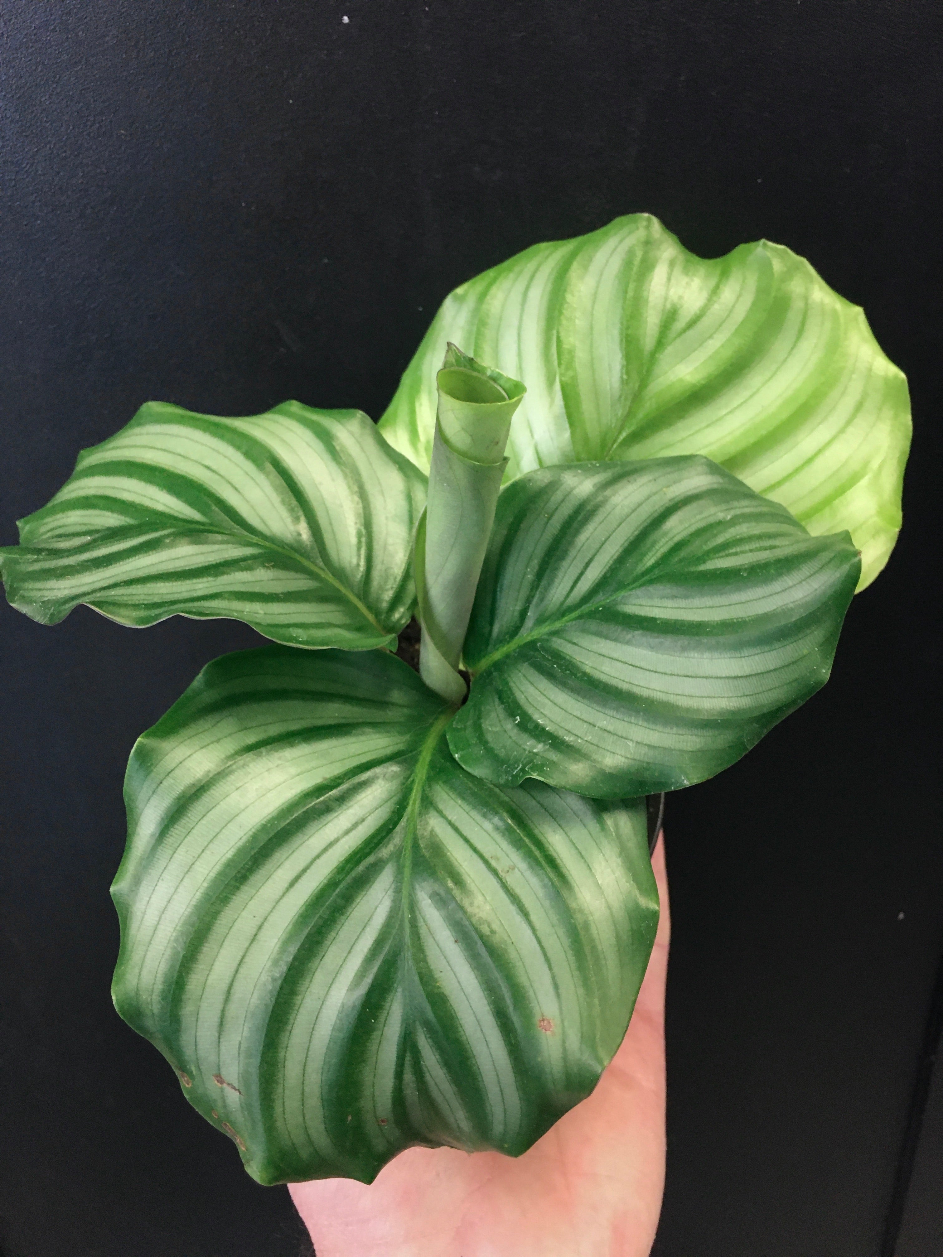 Calathea orbifolia
