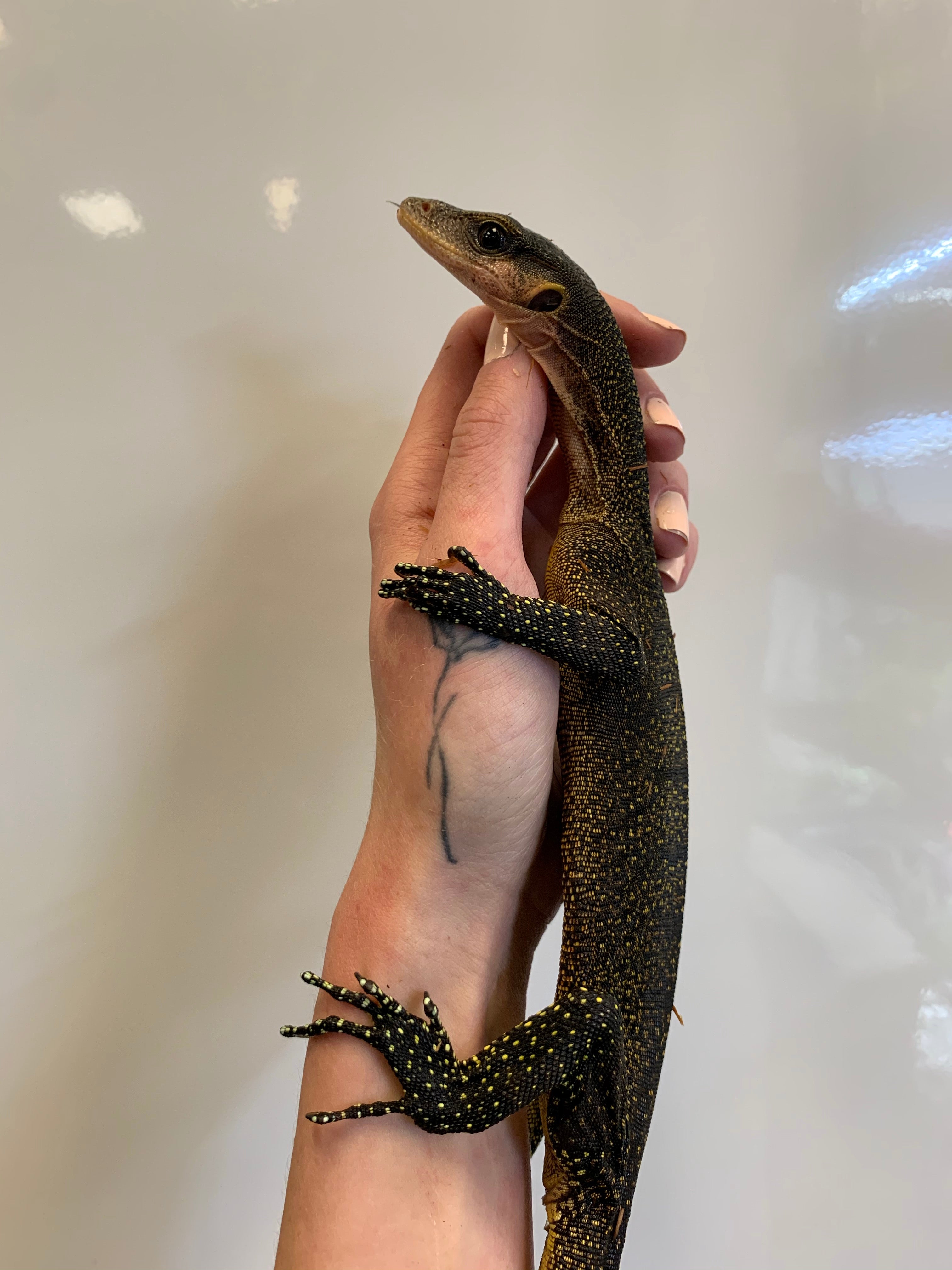 Peach-throated Monitor (Varanus jobiensis) (Juvenile)