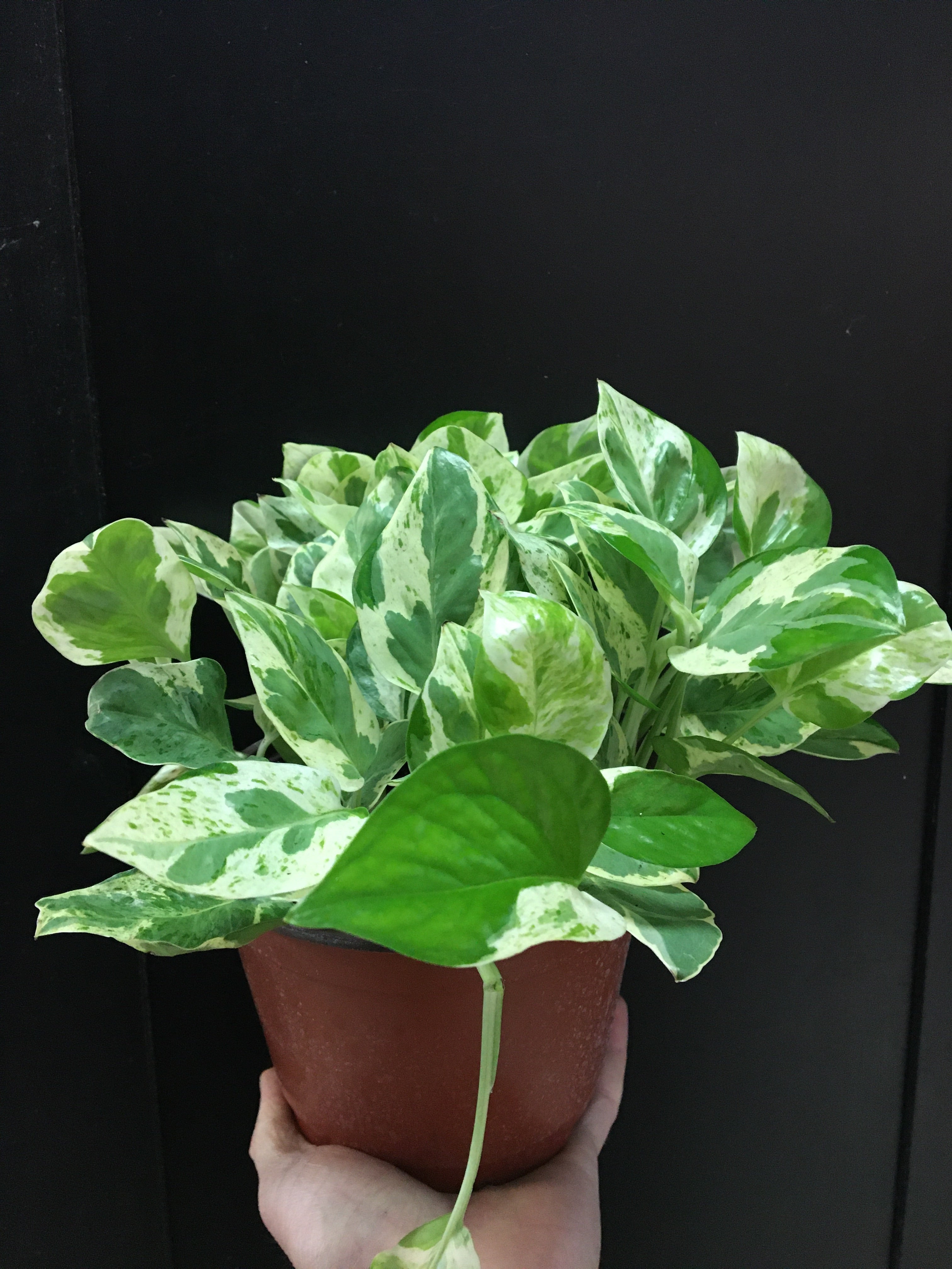 Pothos perles et jade