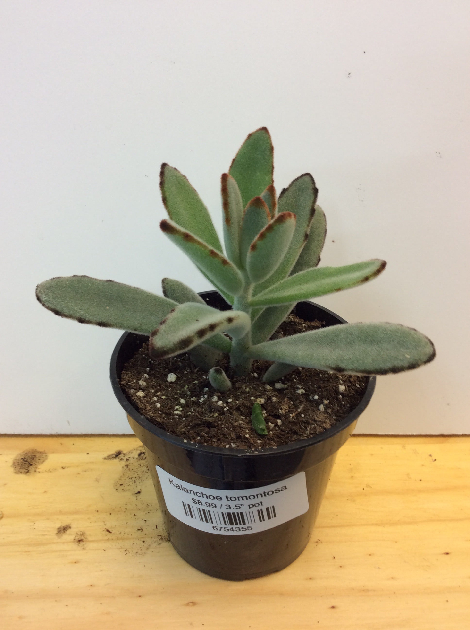 Kalanchoe tomontosa