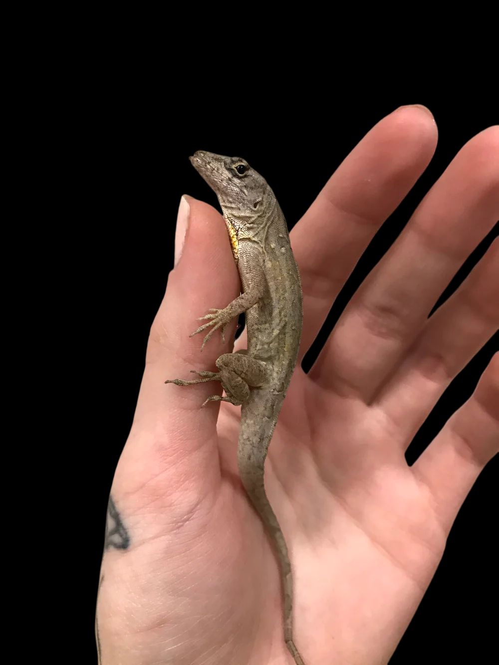 Bahamian Brown Anole (Anolis sagrei)
