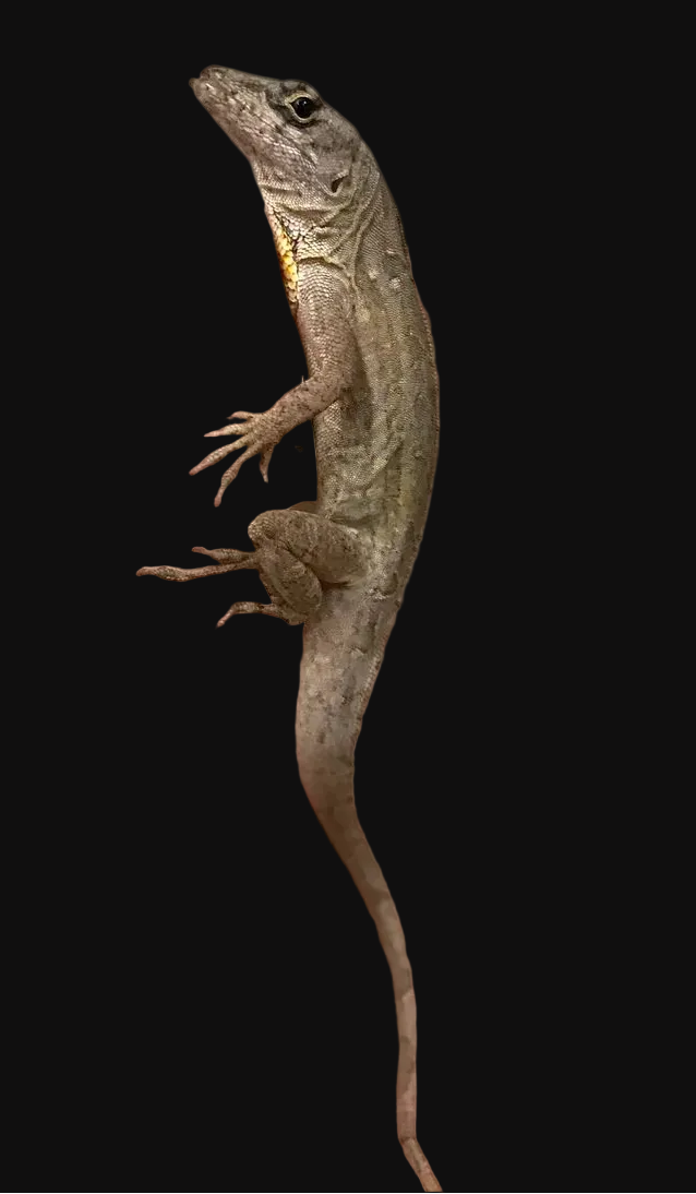 Anolis brun des Bahamas (Anolis sagrei)