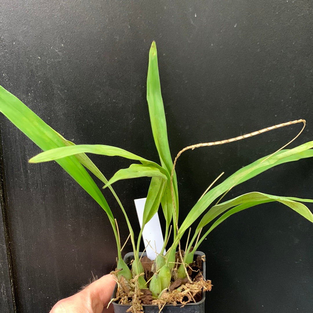 Dendrochilum filiforme King Midas