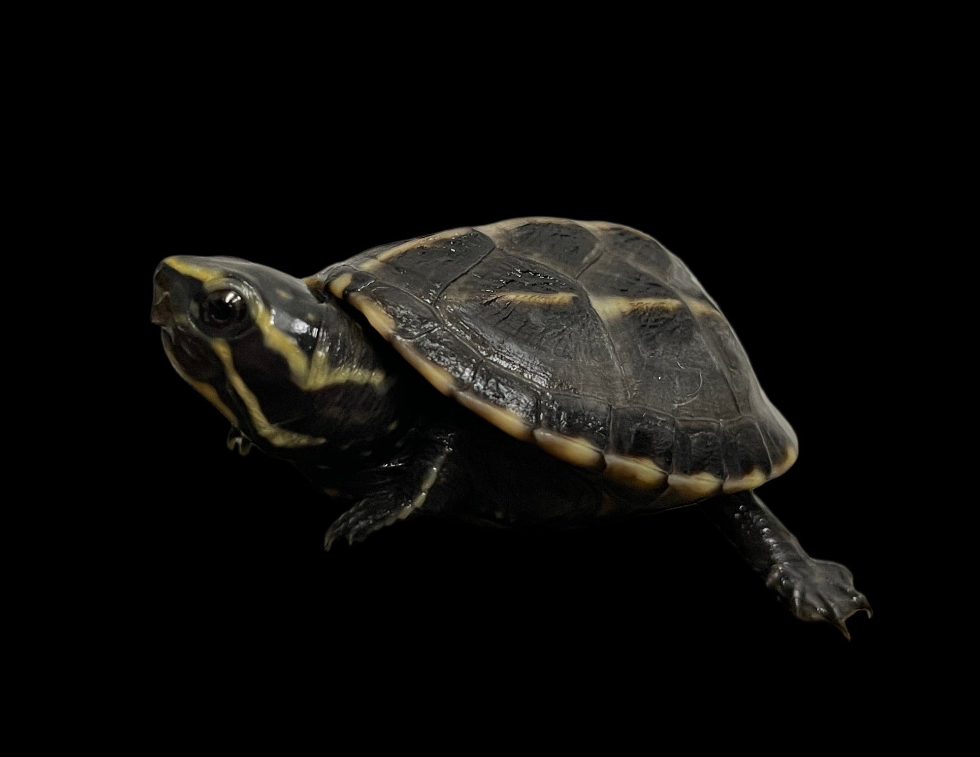 Three Striped Mud Turtle (Kinosternon baurii)