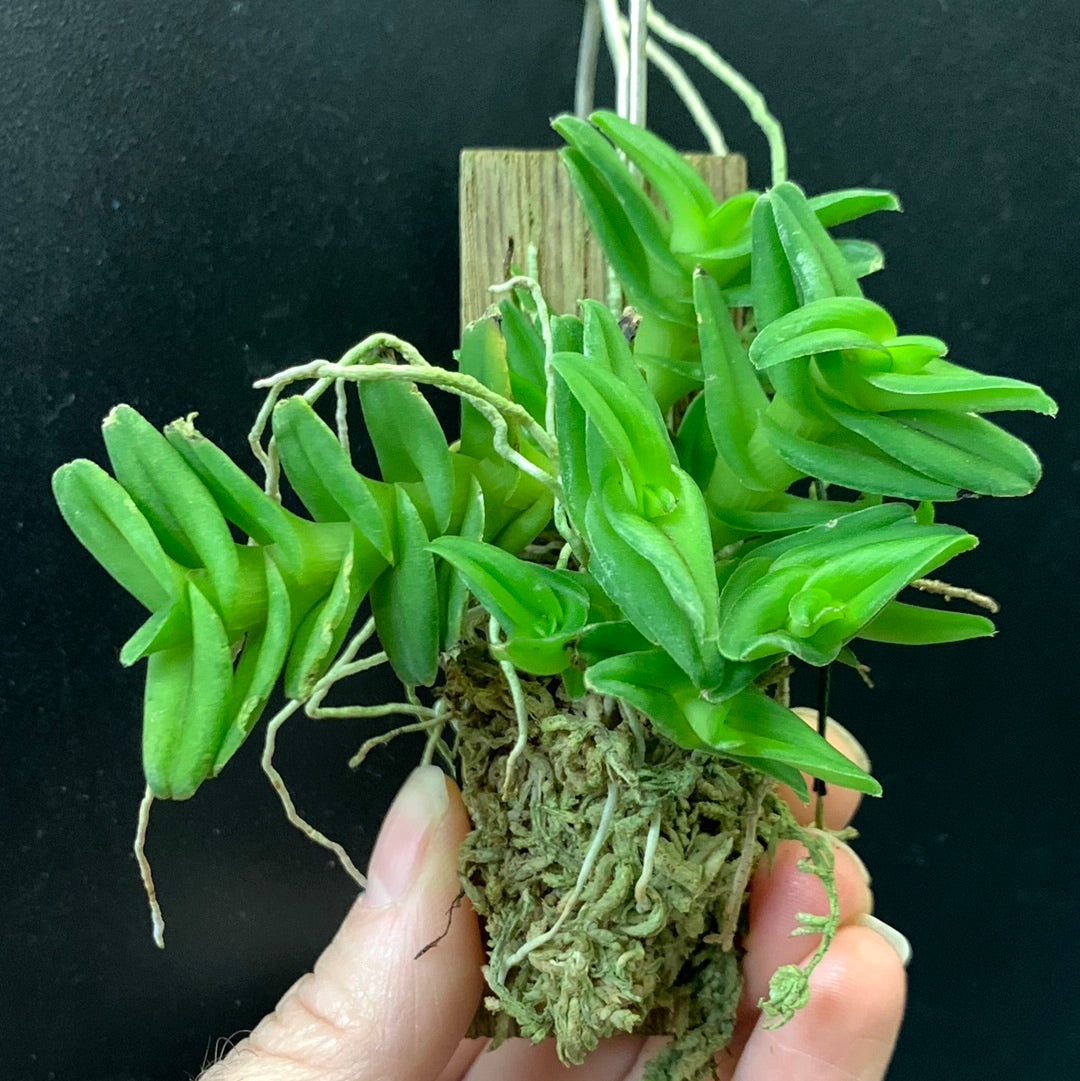 Epidendron schecterianum