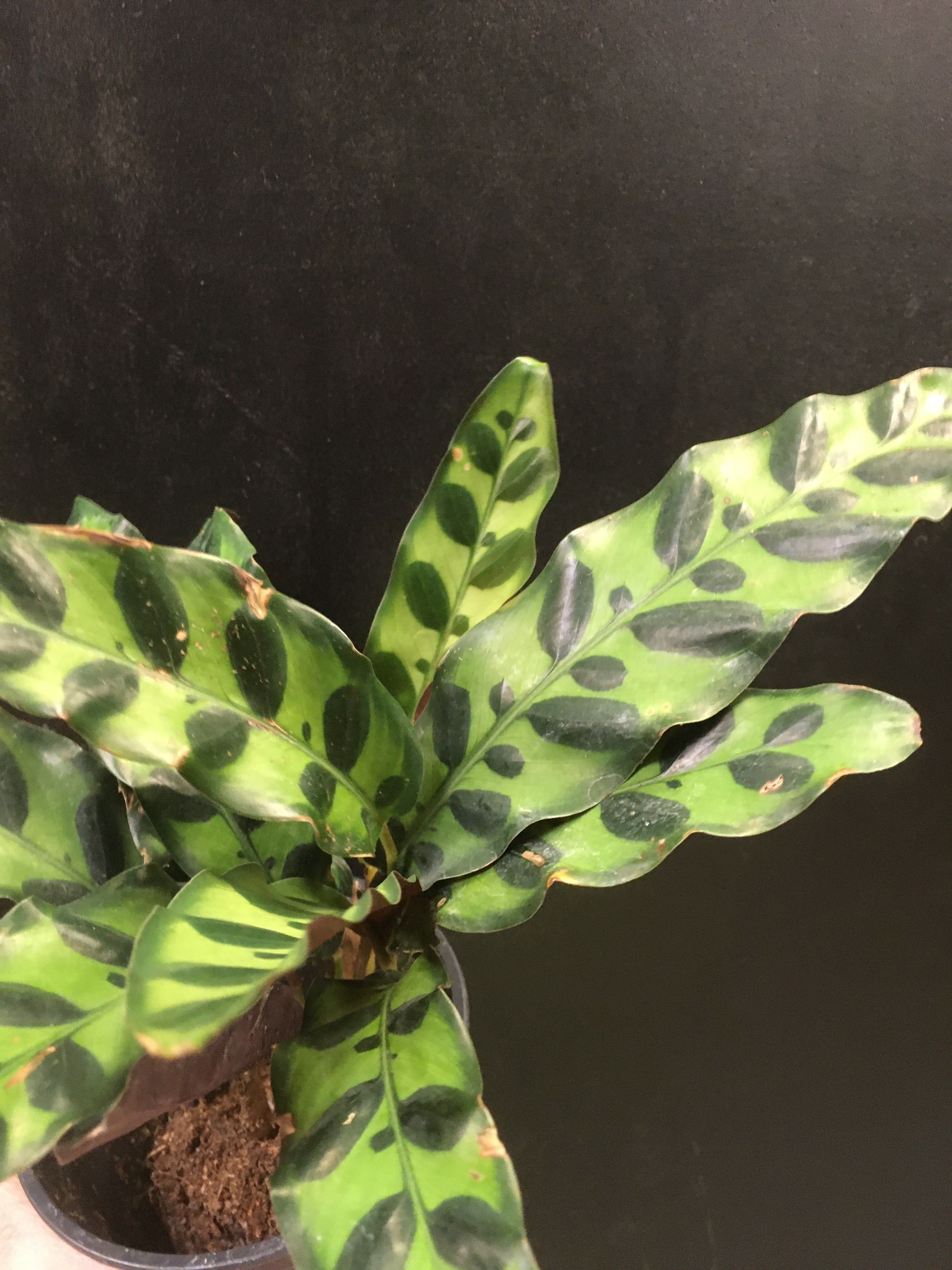 Calathea Rattlesnake