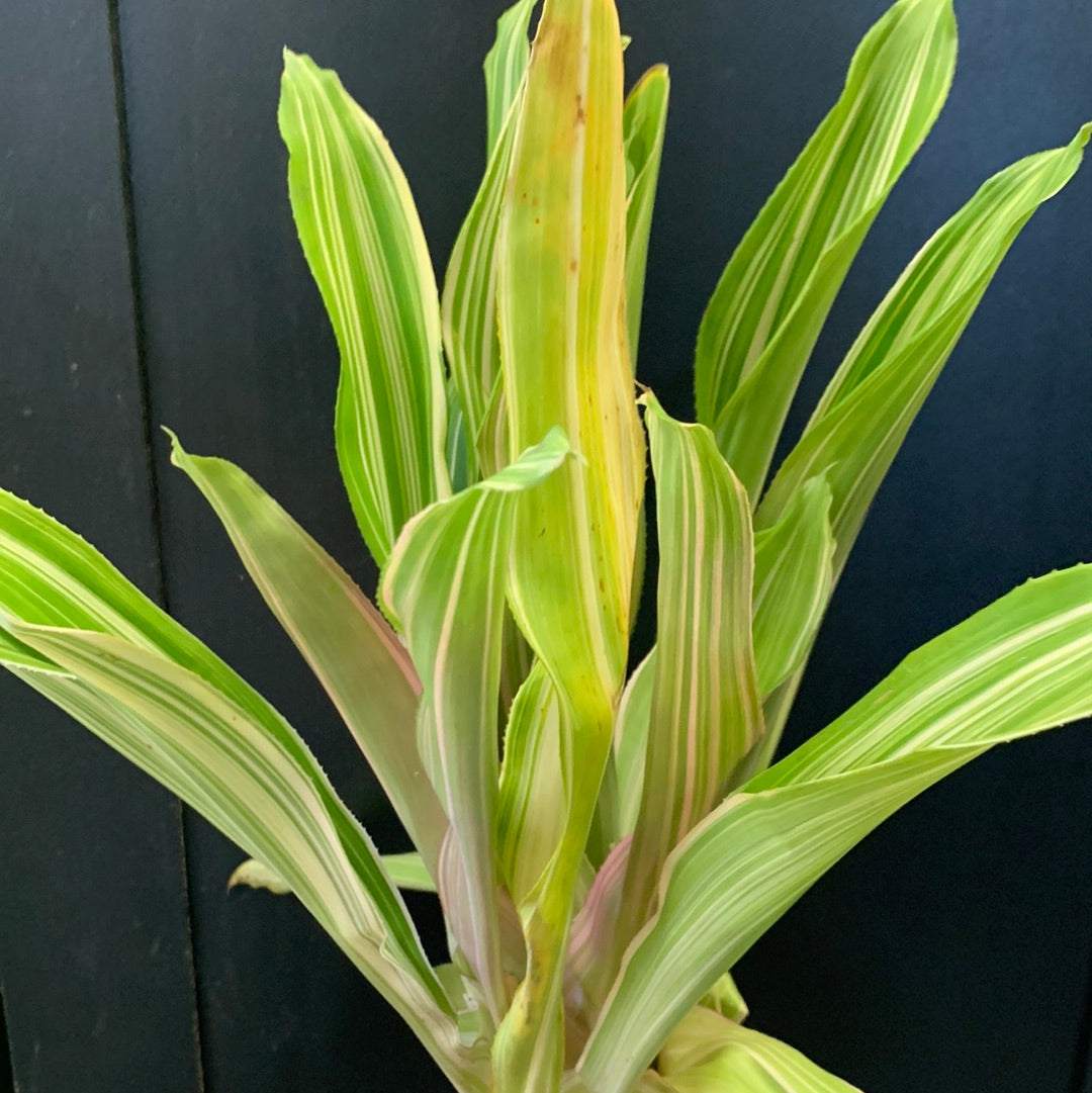 Nidularium rouge variégata