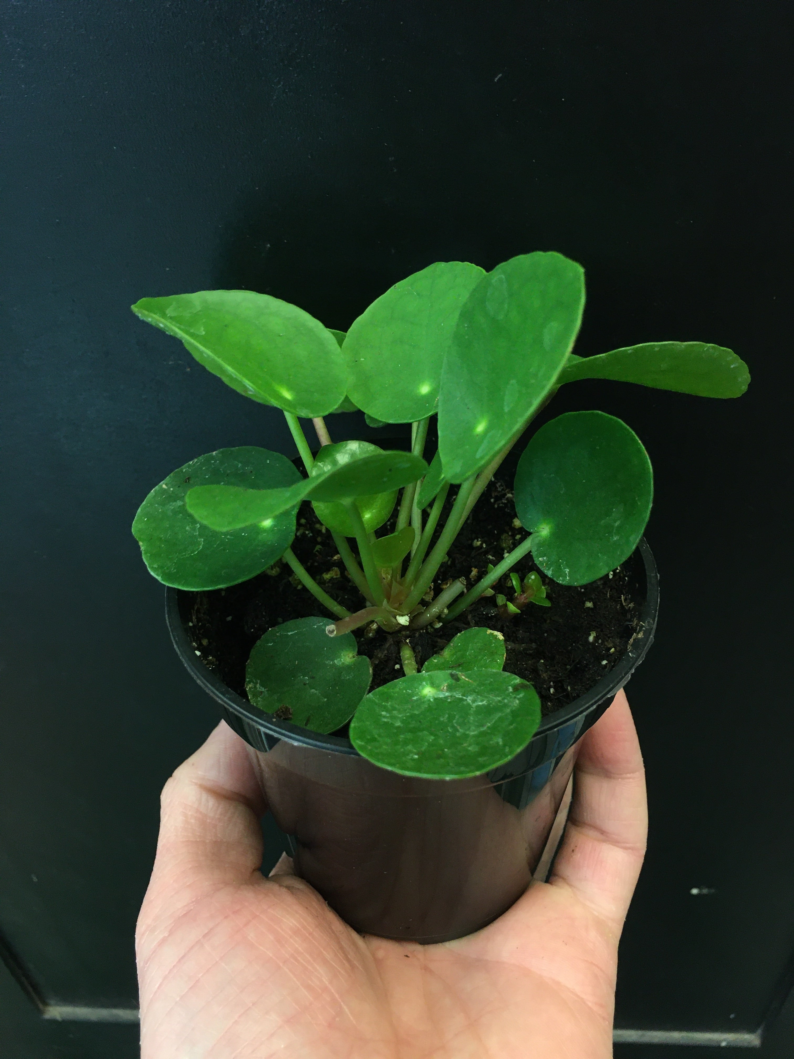 Pilea peperomioides