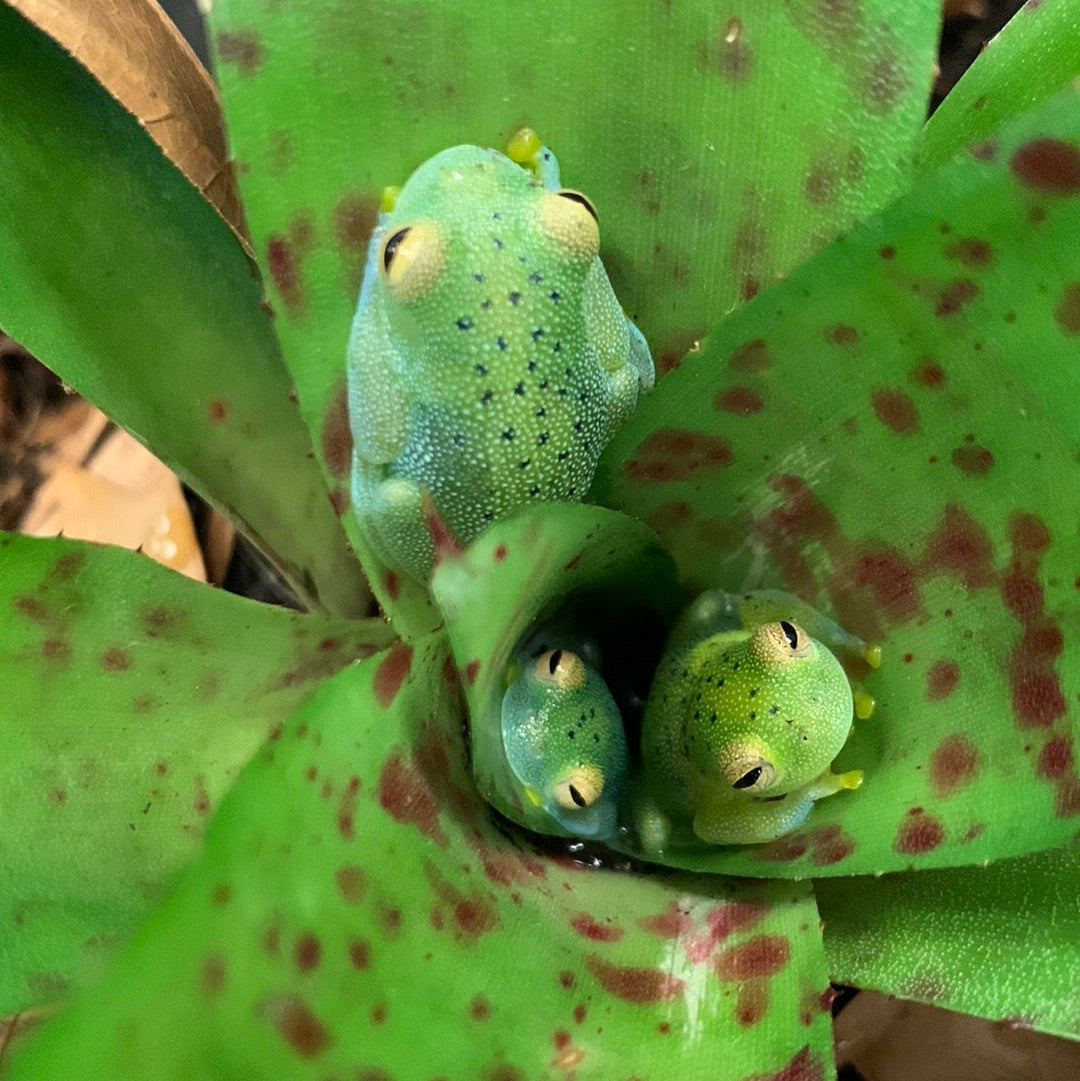 Granular Glass Frog