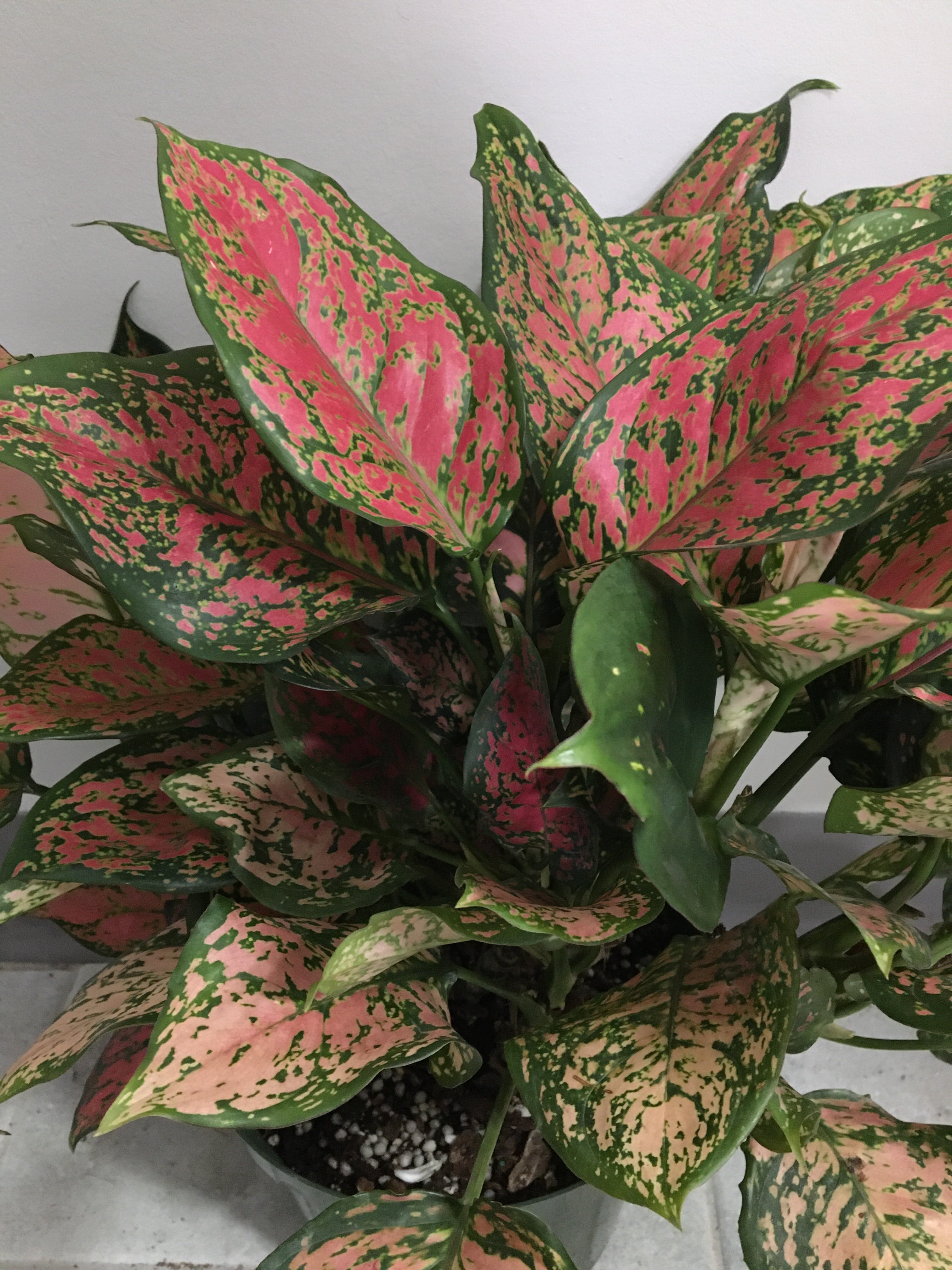 pink wishes aglaonema Aglaonema Wishes