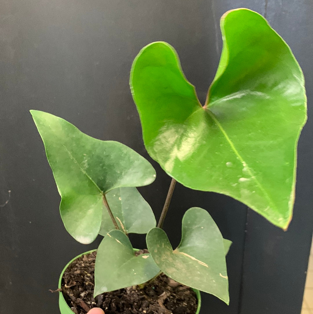 Anthurium Arrow