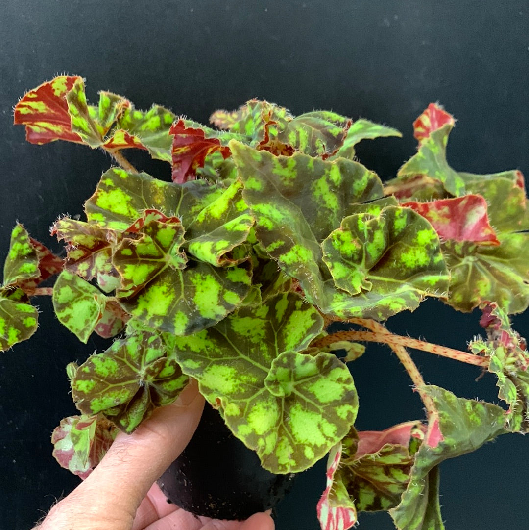 Begonia Rex Zumba