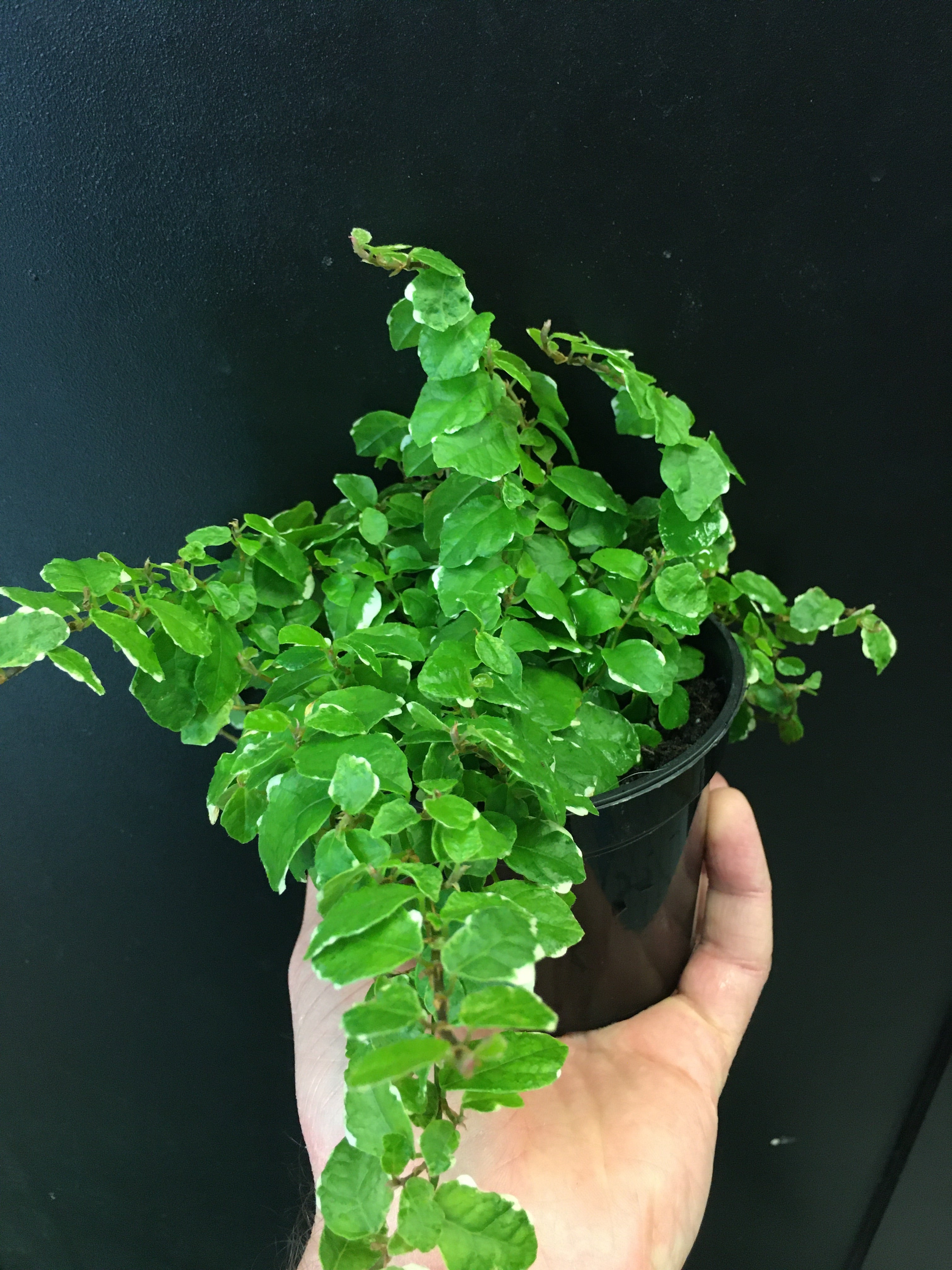 Variegated Creeping Ficus