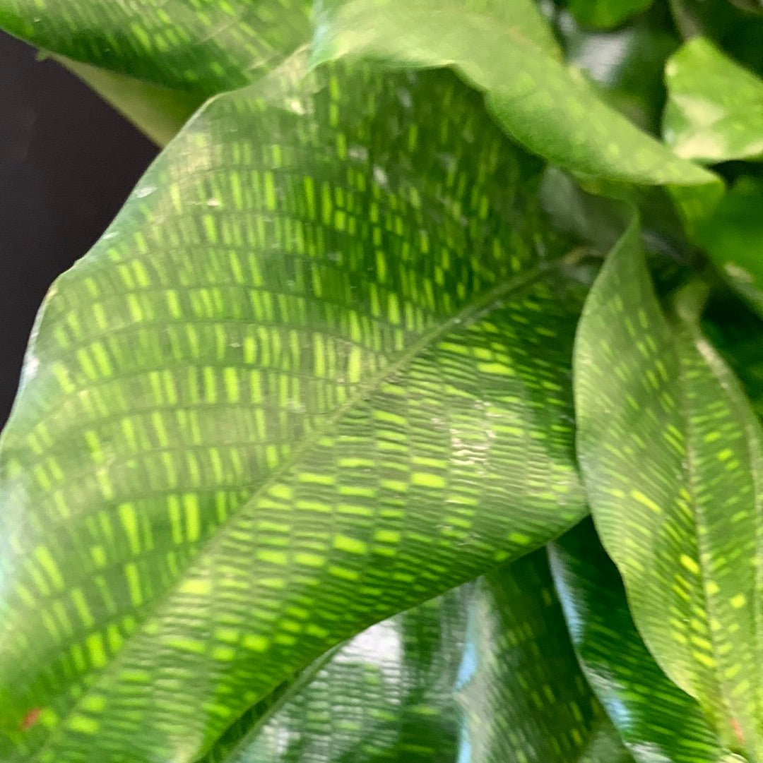 Calathea musica