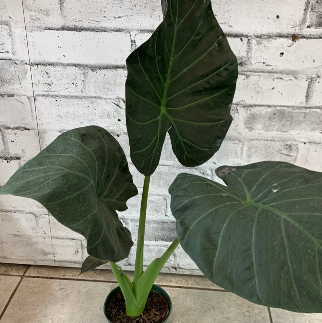 Alocasia Regal Shields