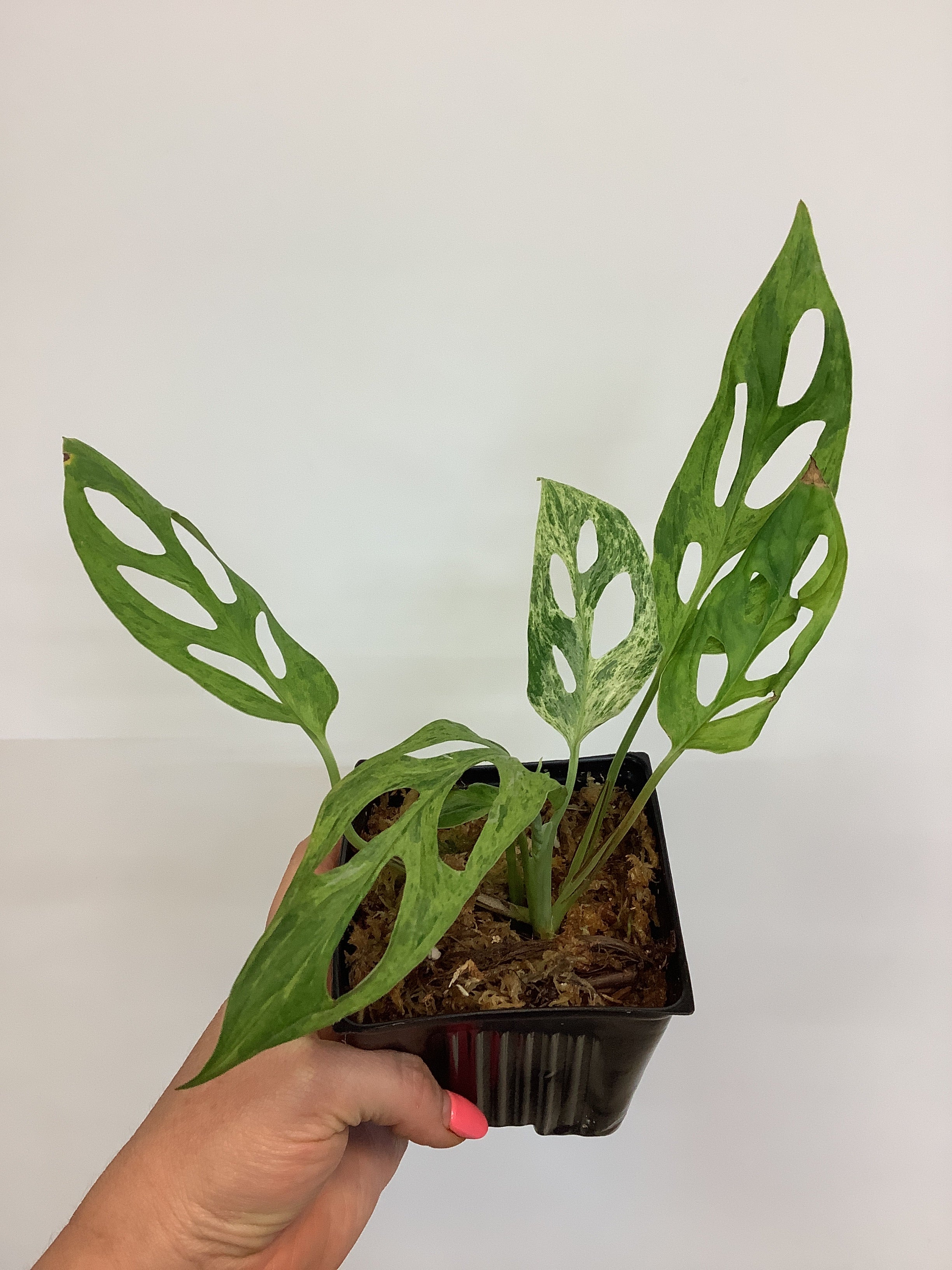 Monstera adansonii menthe panachée