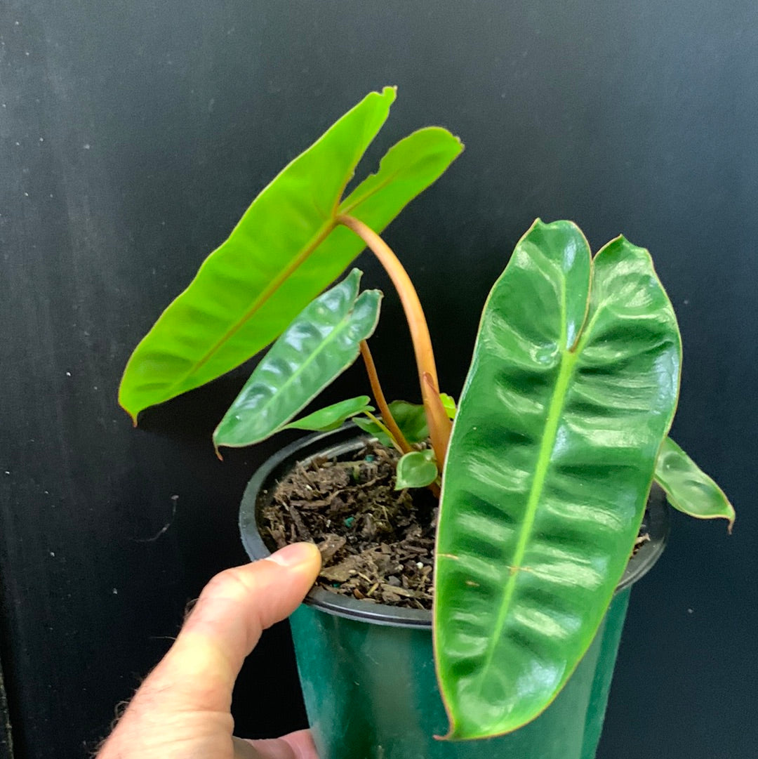 Philodendron billietiae