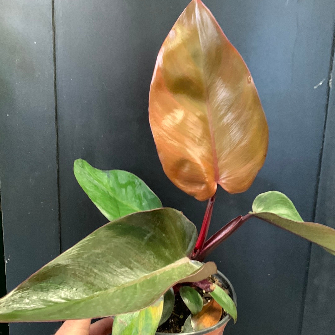 philodendron dark lord juvenile Philodendron Dark Lord