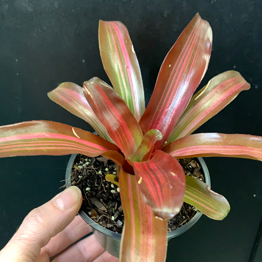 Neoregelia Zoé