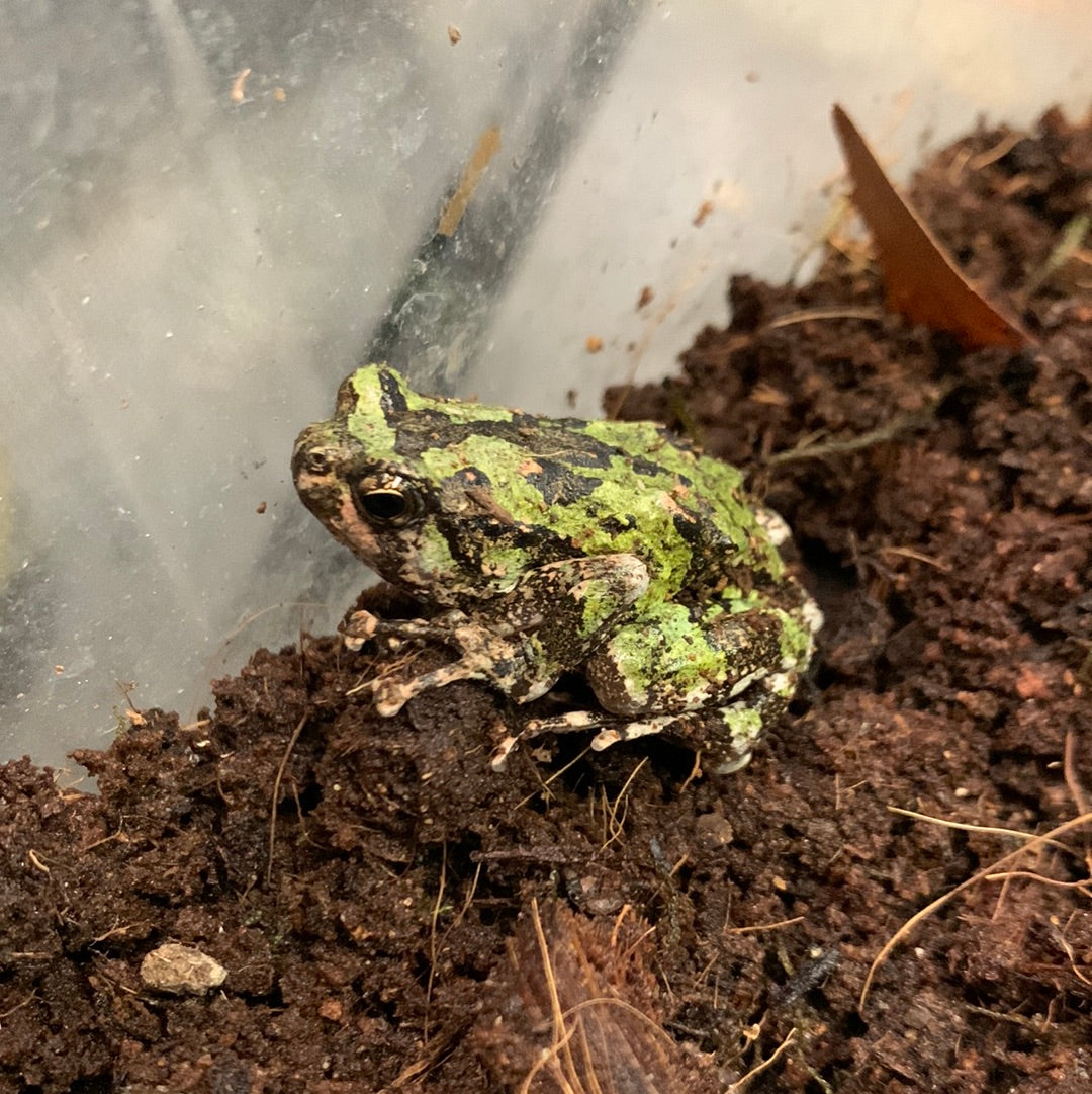 Madagascar Marbled Rain Frog
