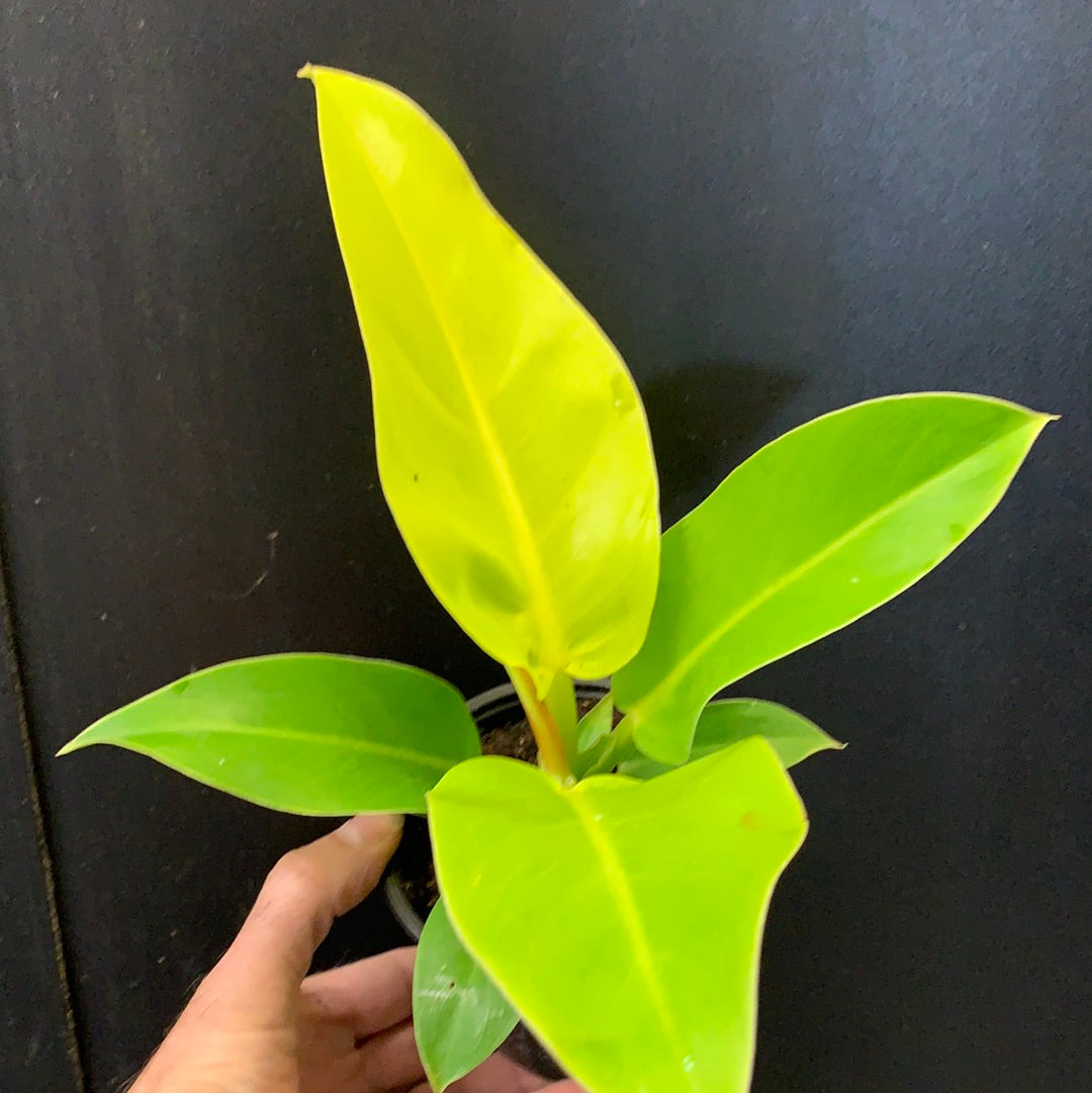 Philodendron 'Moonlight'