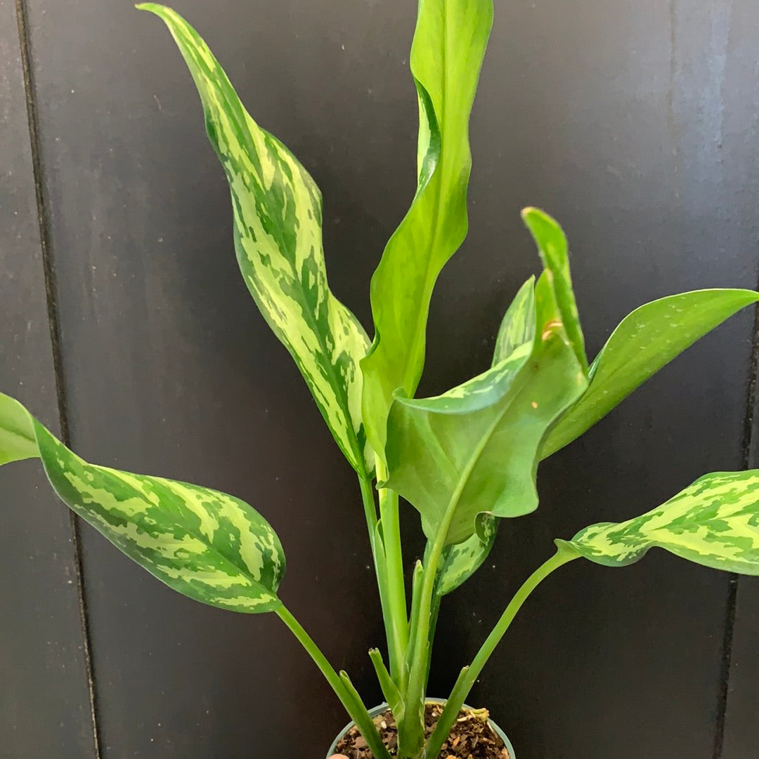 aglaonema juliette Aglaonema Miss Juliette