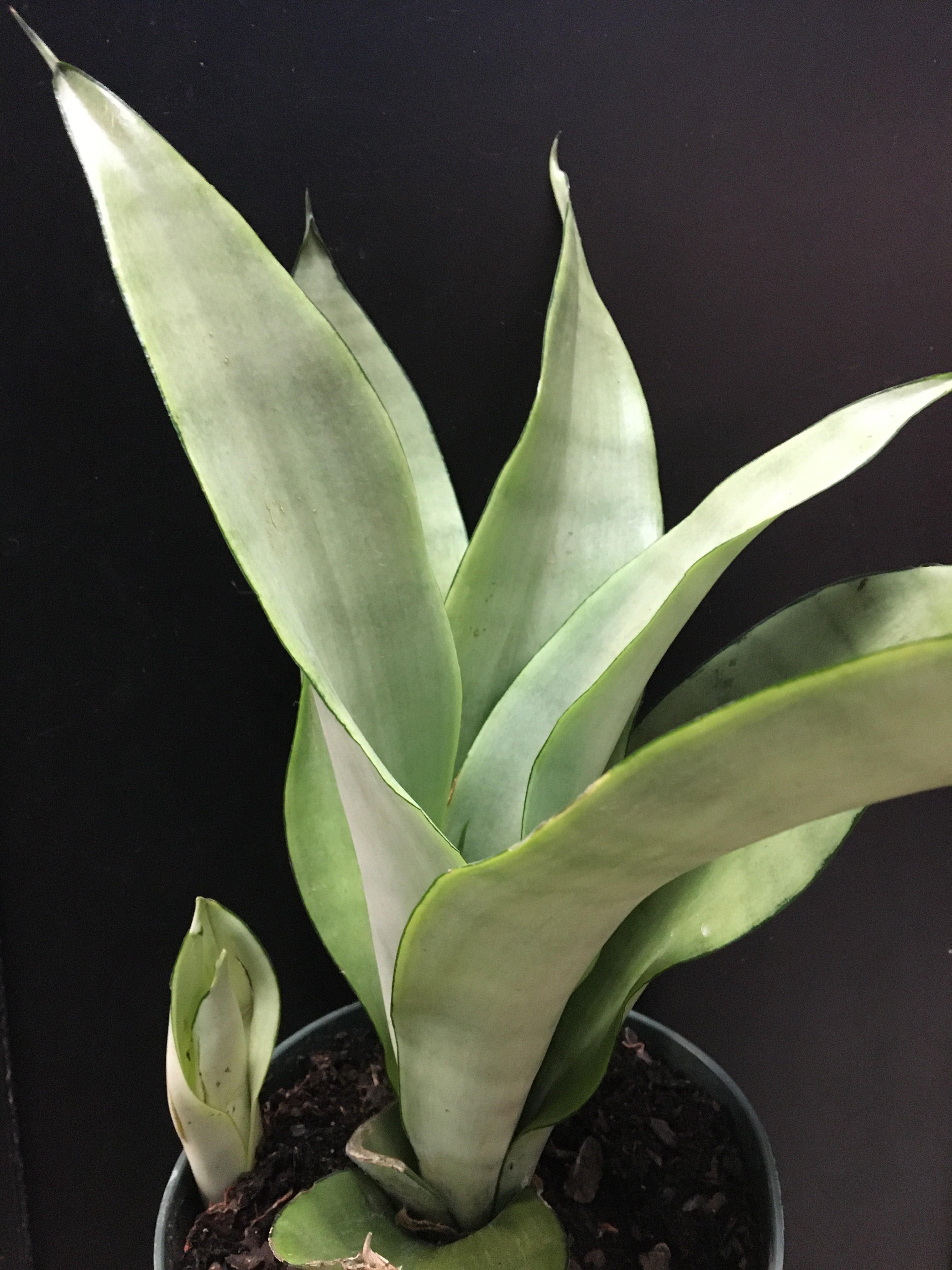 Sansevieria 'Moonshine'